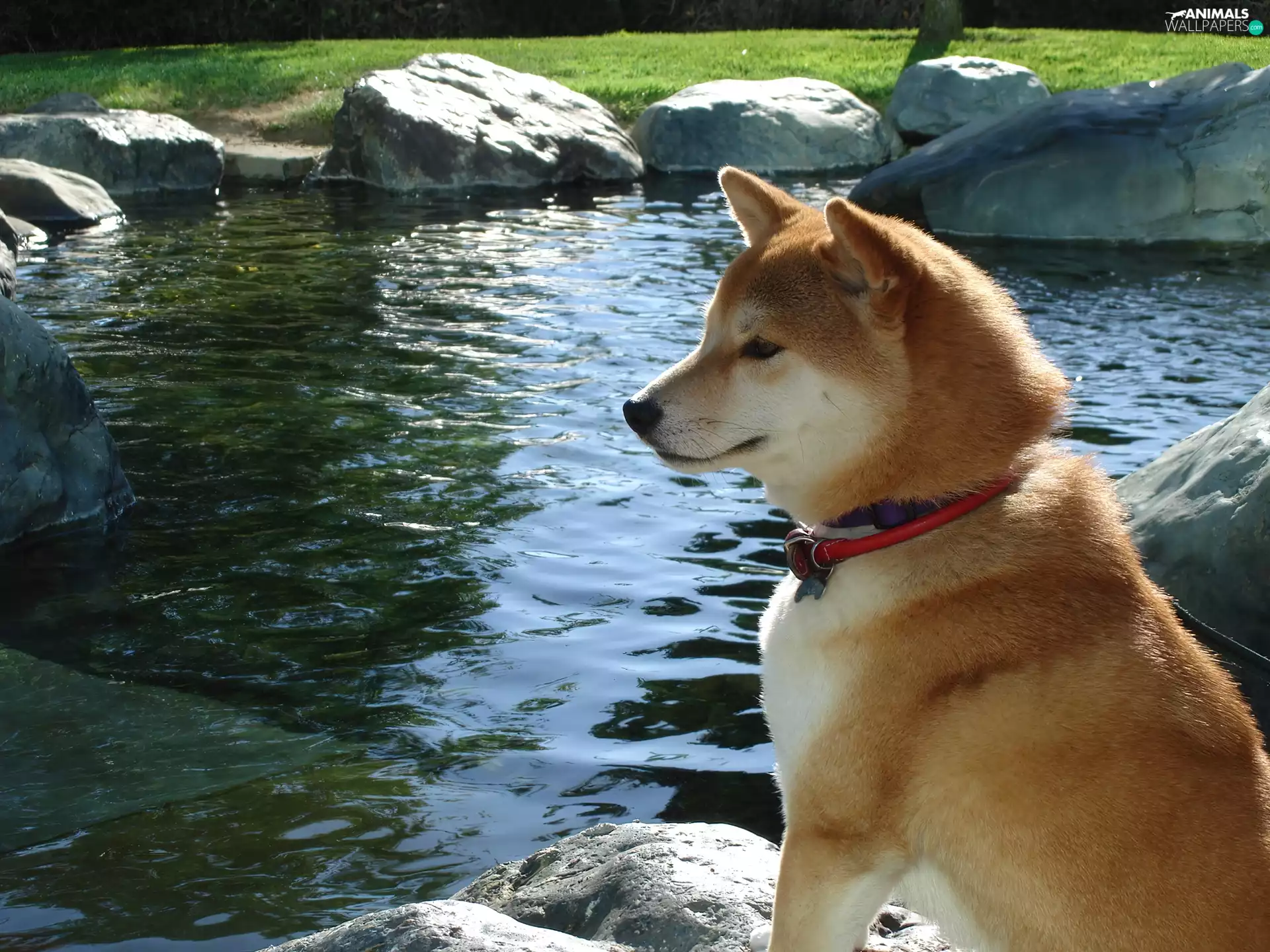 Stones, Shiba inu, water