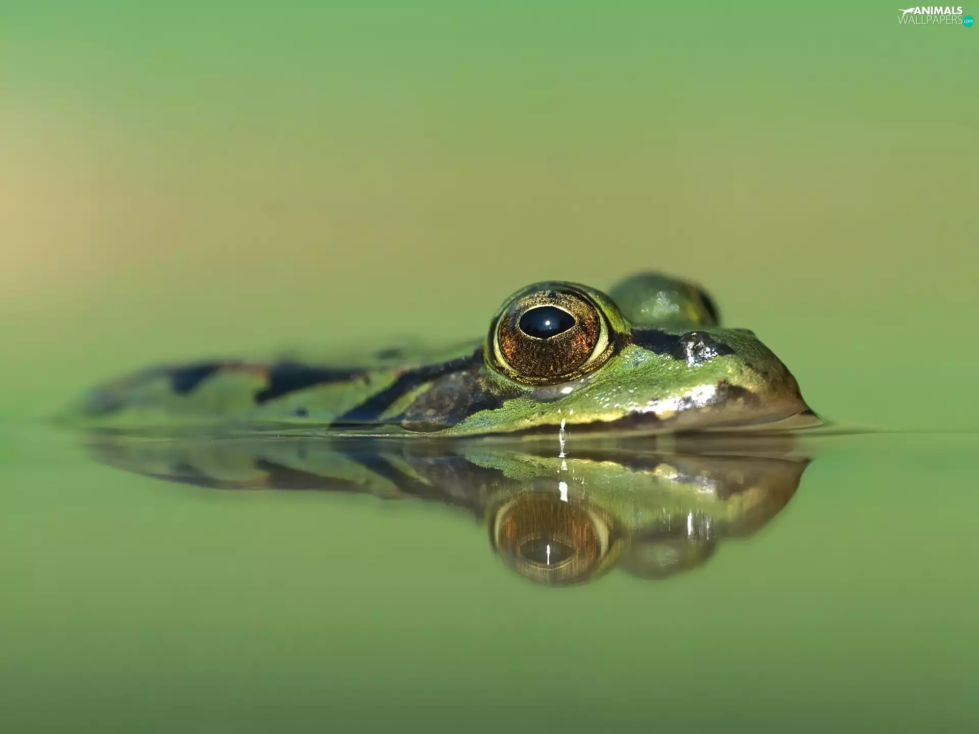 Great, water, strange frog, Eyes