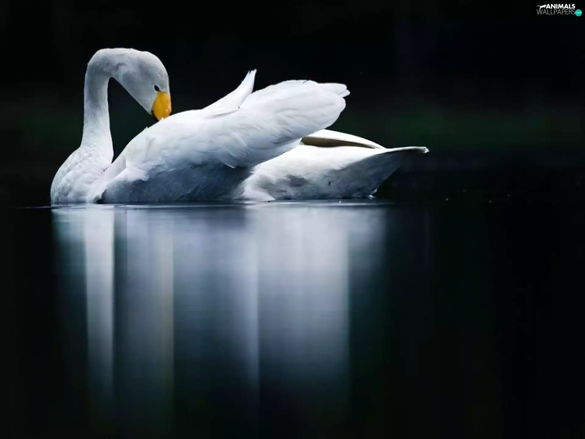 water, Beatyfull, Swans