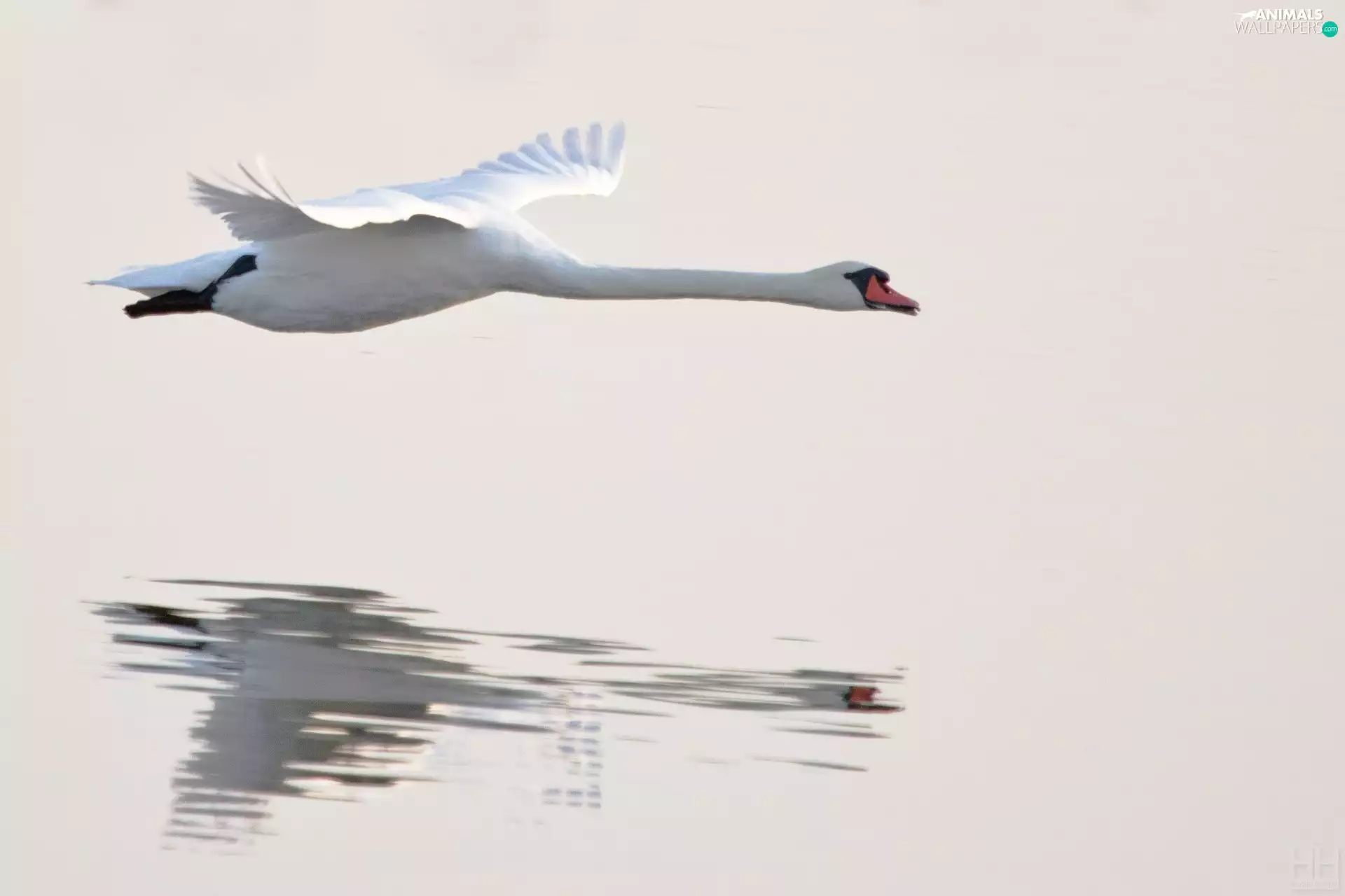 water, flying, Swans