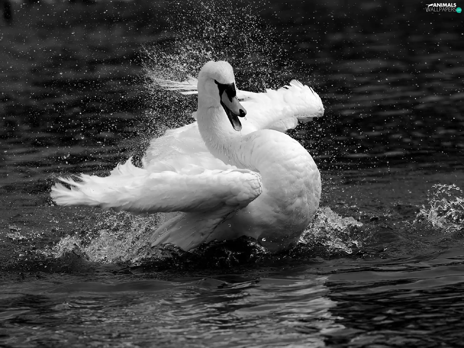 water, landing, Swans