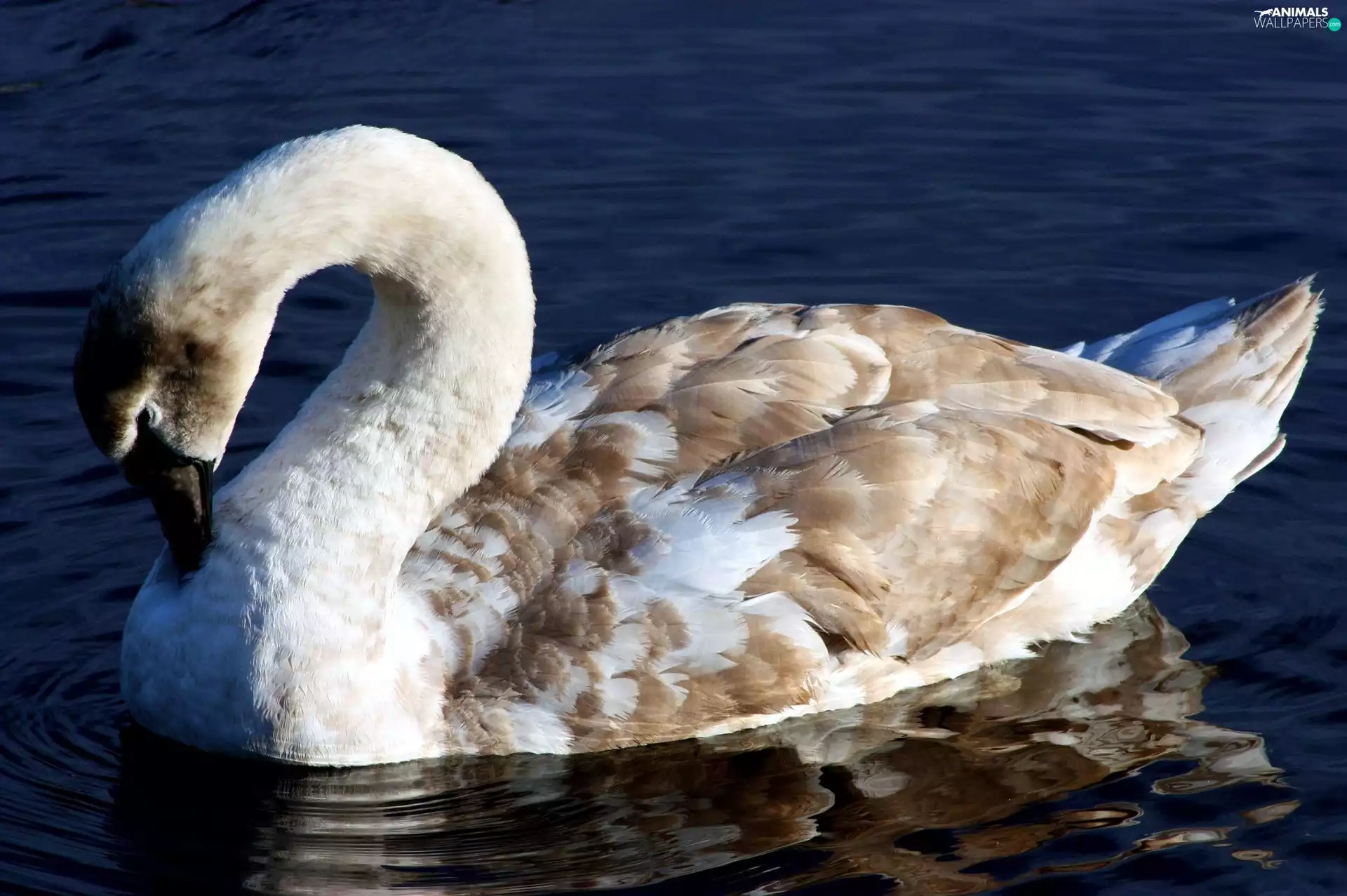 Swans, bent, neck, water