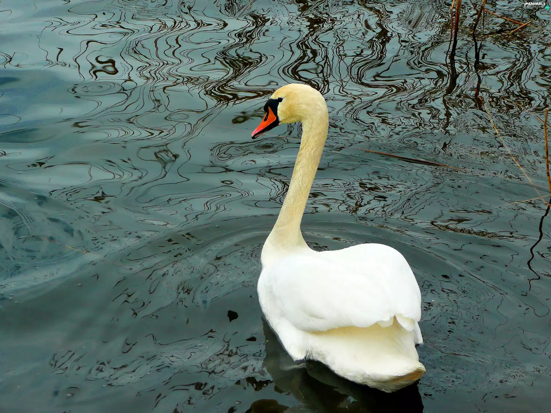 Swans, Red, nose, water