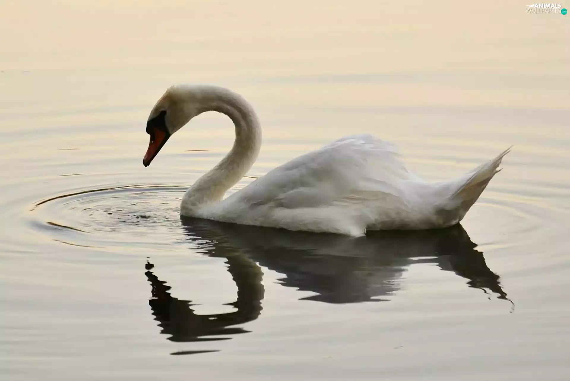 water, White, Swans