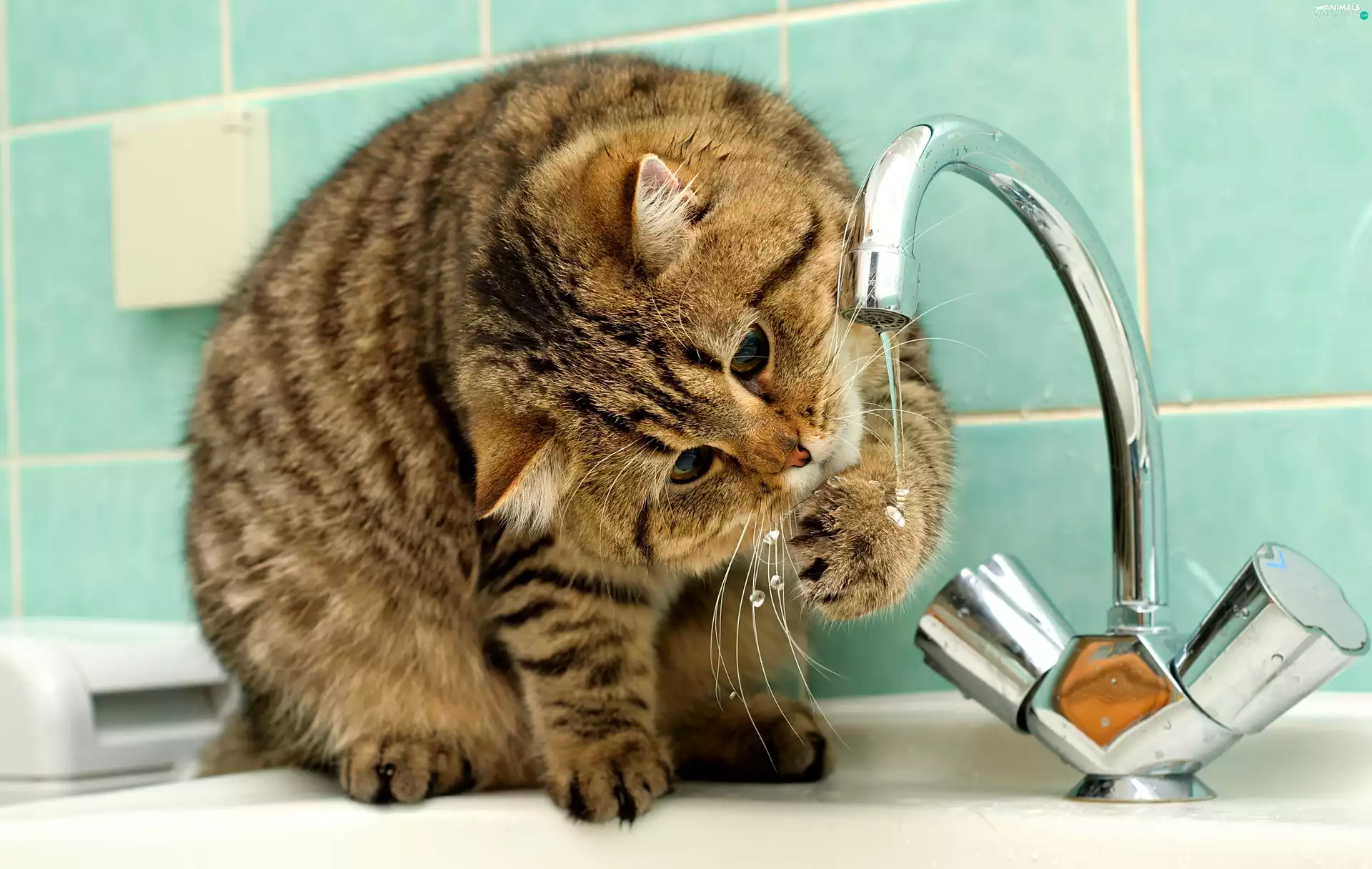 water, cat, tap