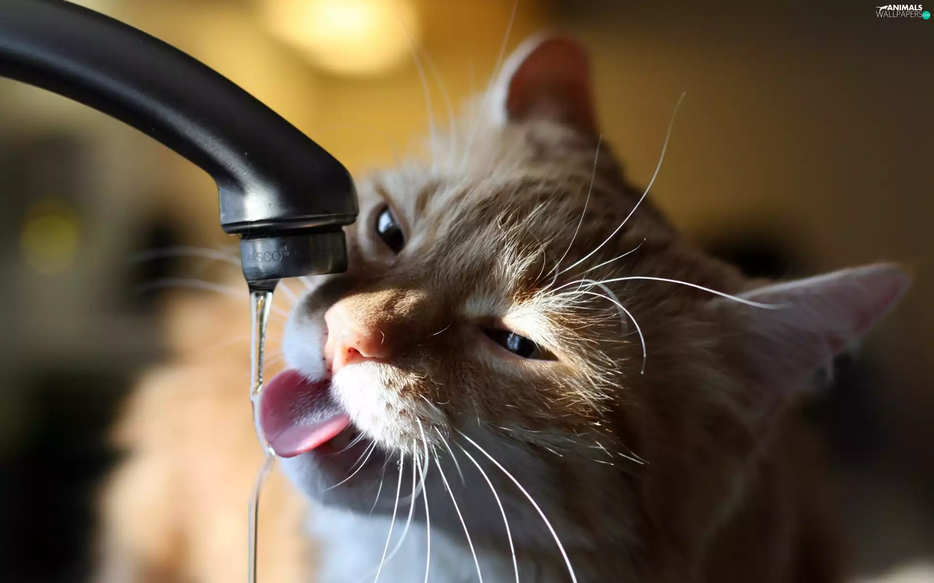 water, kitten, tap