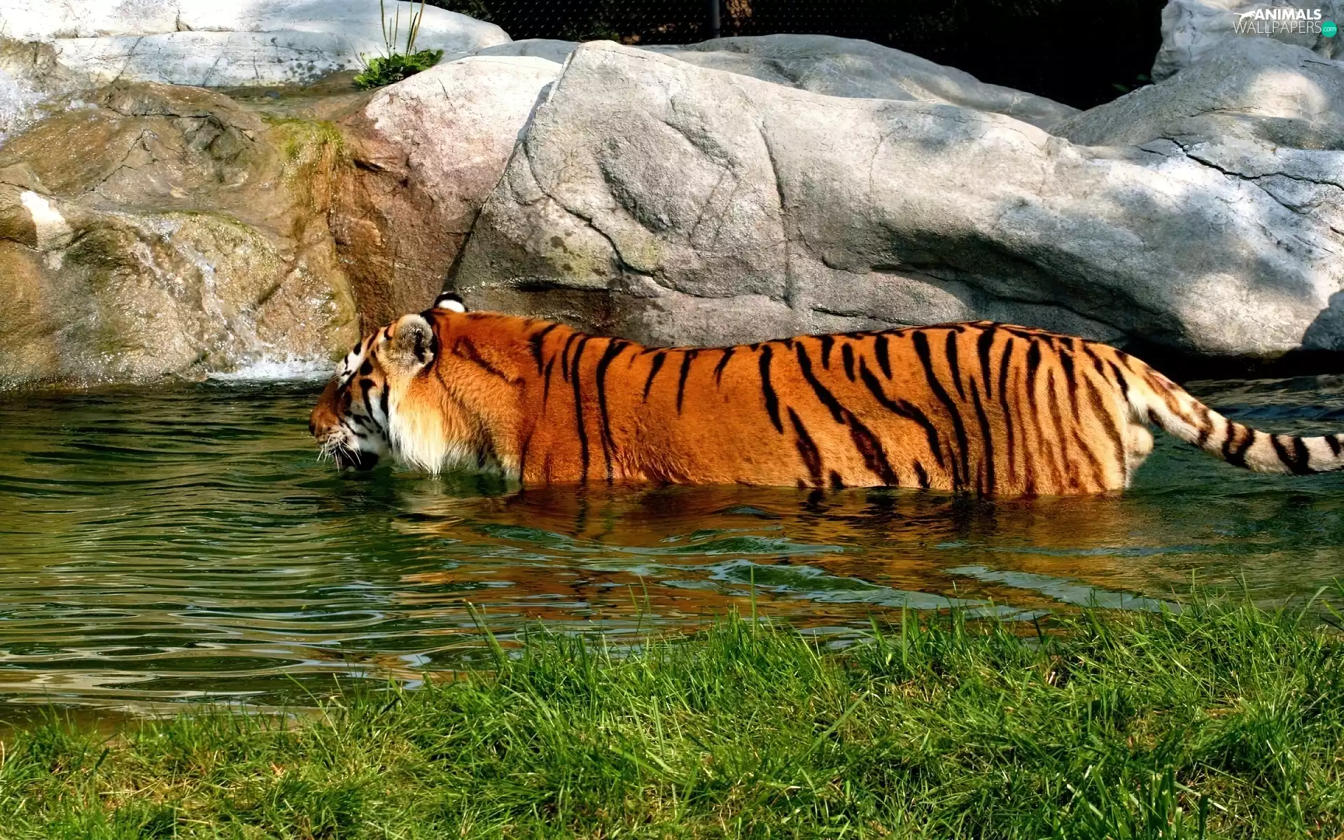 tiger, Rocks, grass, water