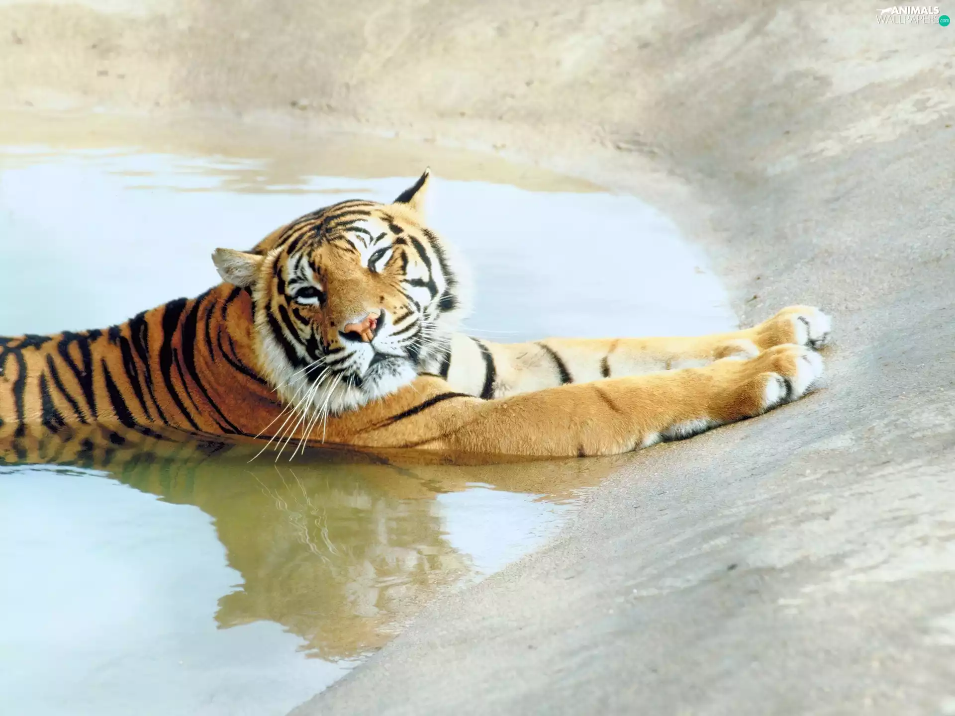 tiger, bath, Indulge, water