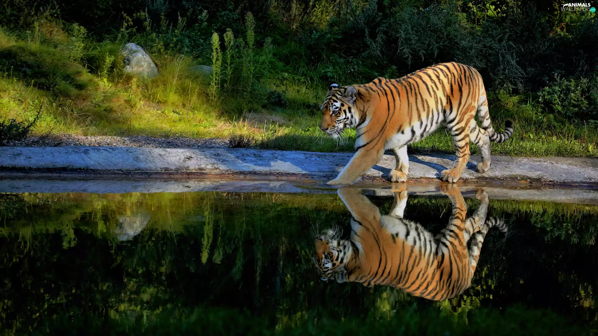 tiger, reflection, Plants, water