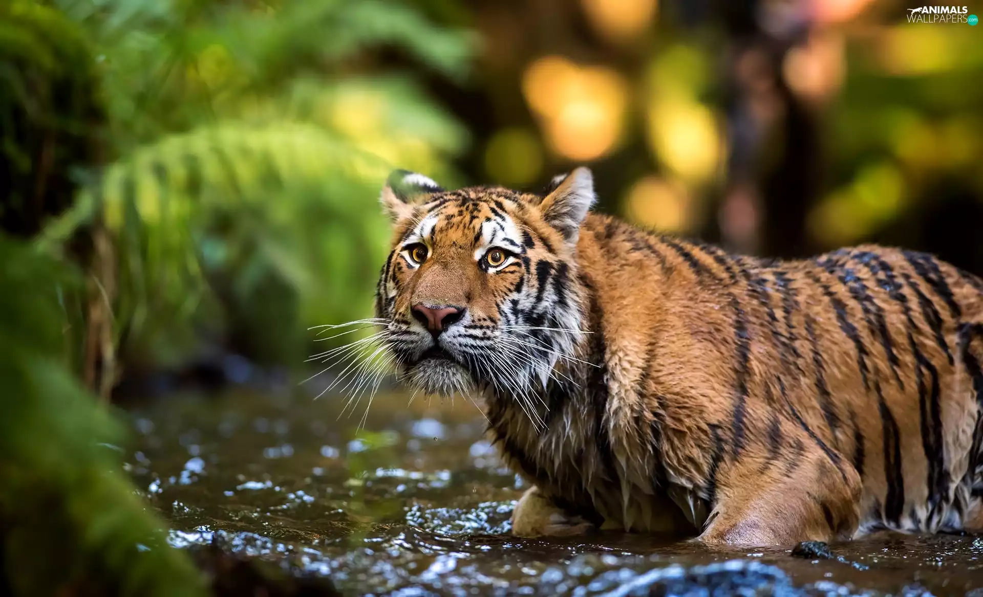 water, Soaked, tiger
