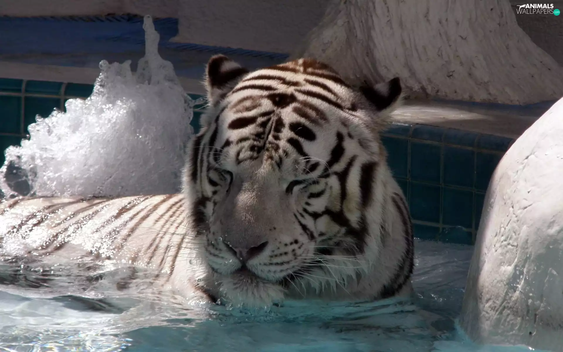 water, White, tiger