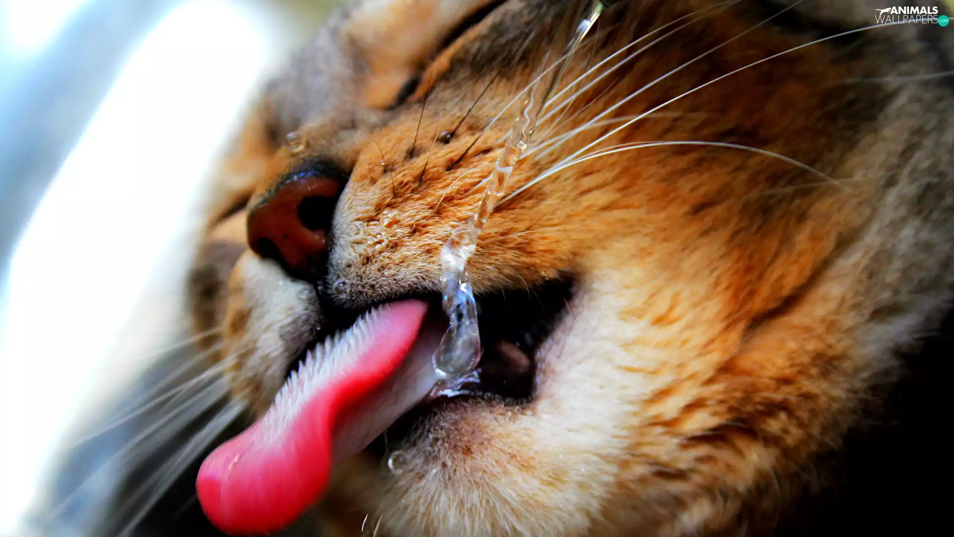 water, cat, Tounge