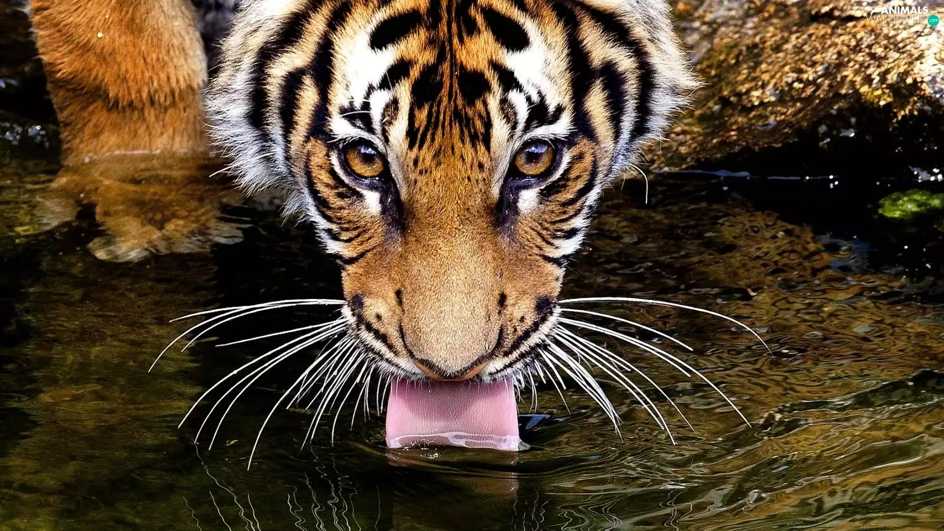 water, tiger, Tounge