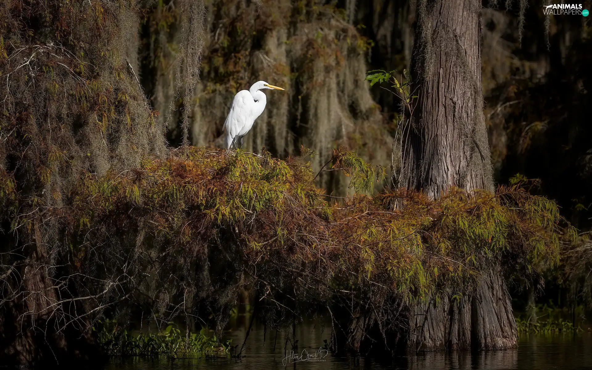 branch pics, trees, water, heron, trees, viewes