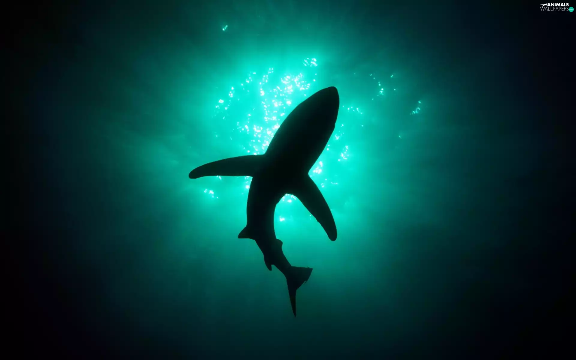 water, shark, turquoise