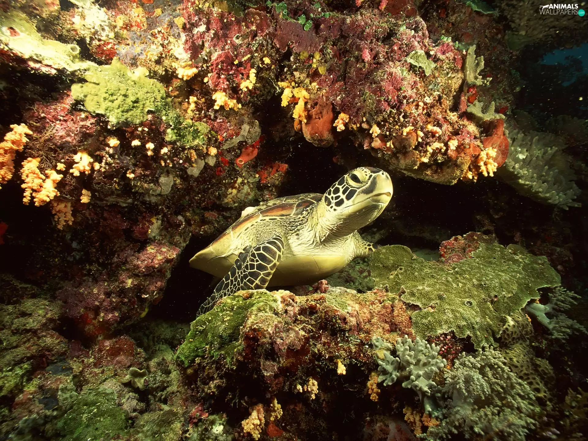 turtle, reef, coral, water