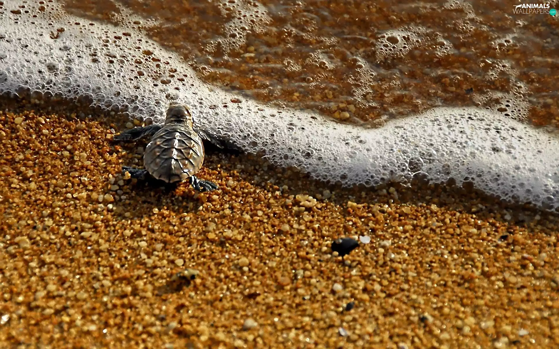 water, small, turtle