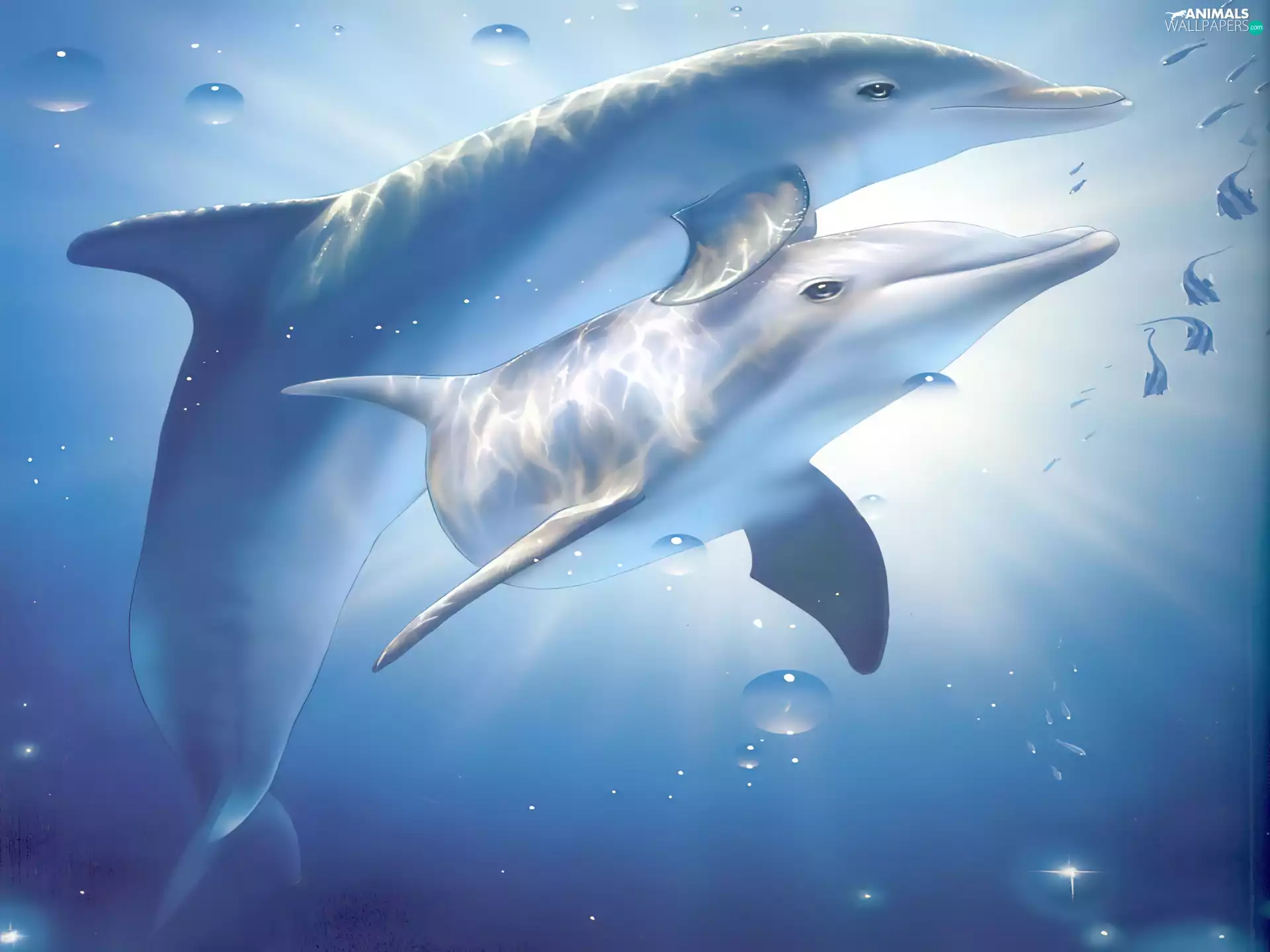 water, dolphins, under