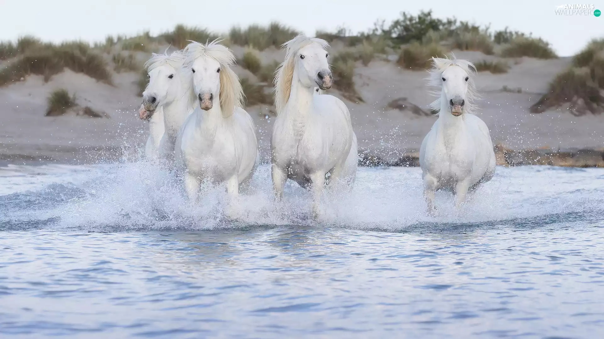 River, water, White, bloodstock, four
