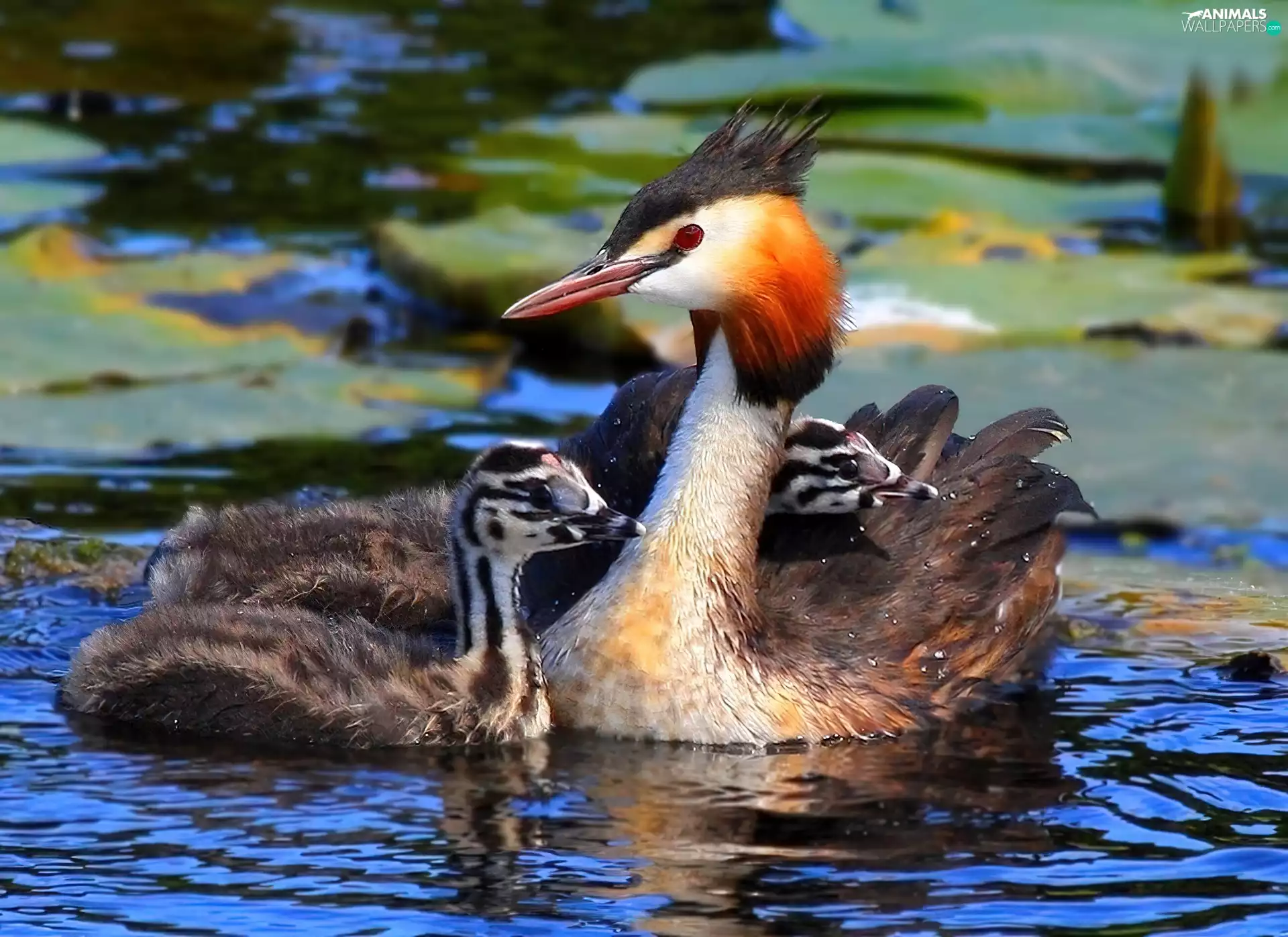water, grebe, young