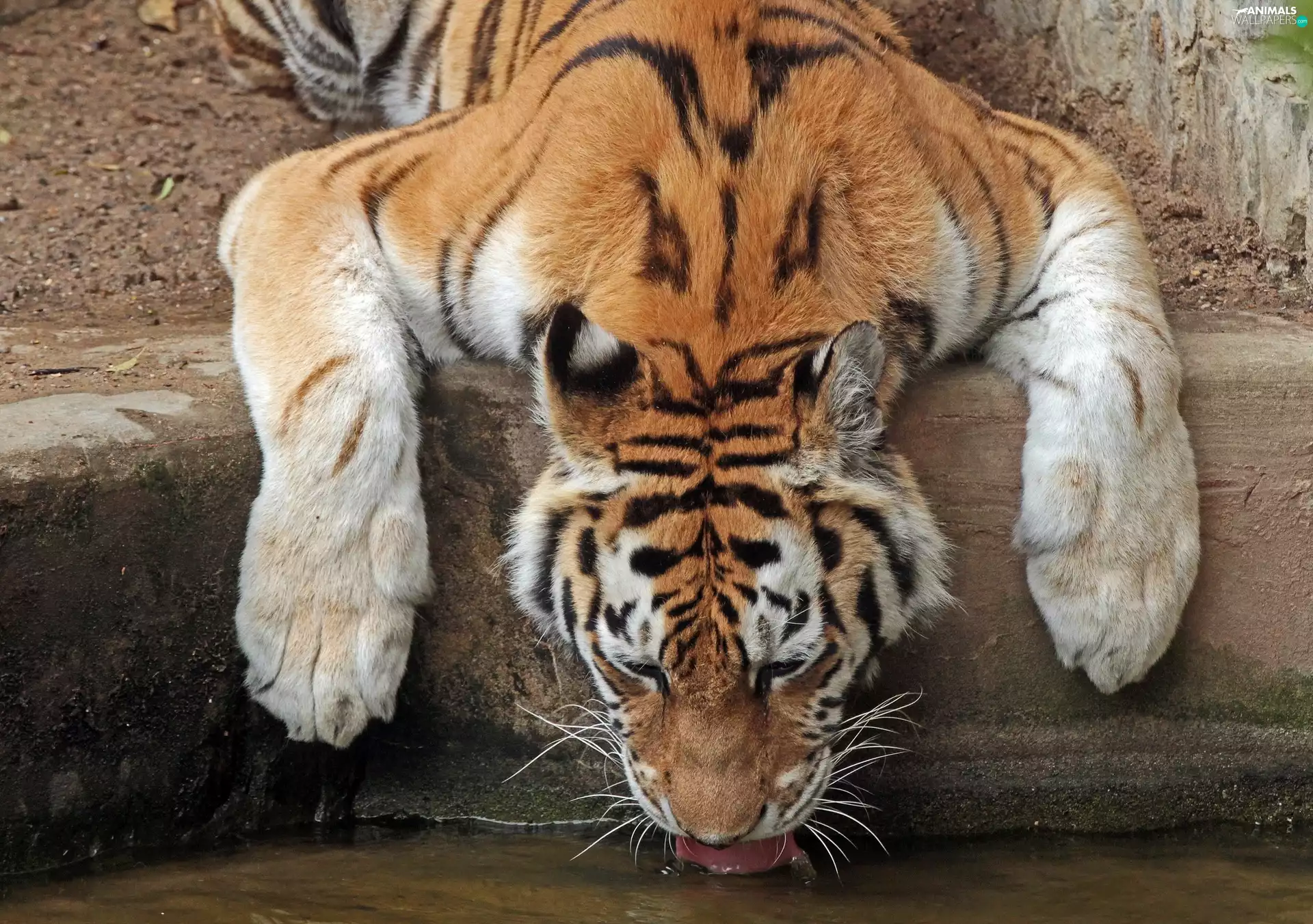 waterfall, tiger, paws