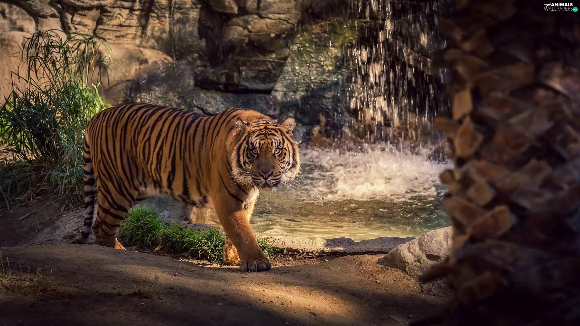 tiger, rocks, green, waterfall