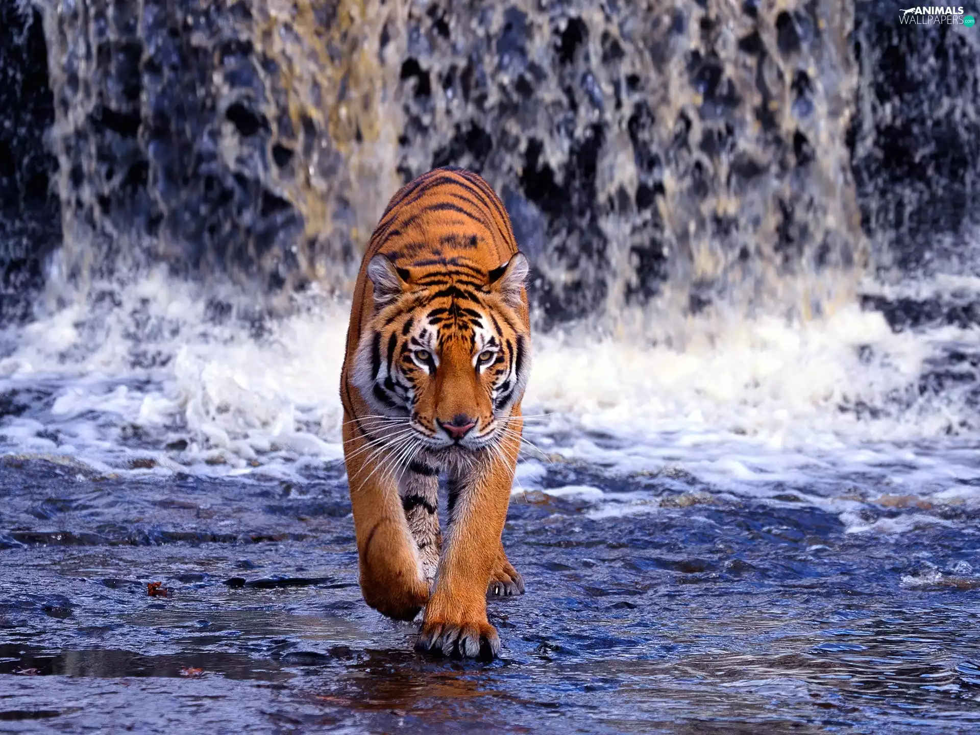 waterfall, tiger, water
