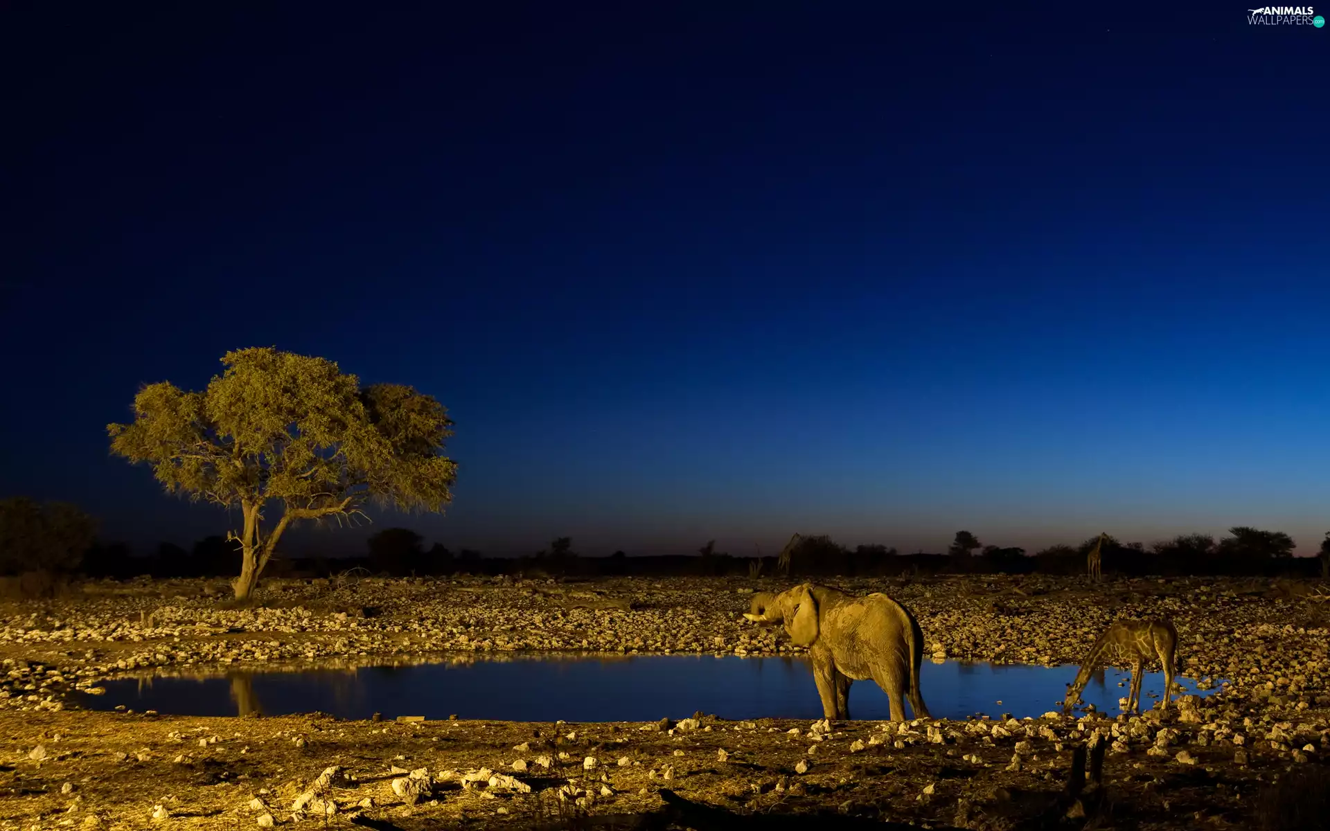 trees, viewes, giraffe, watering place, Elephant