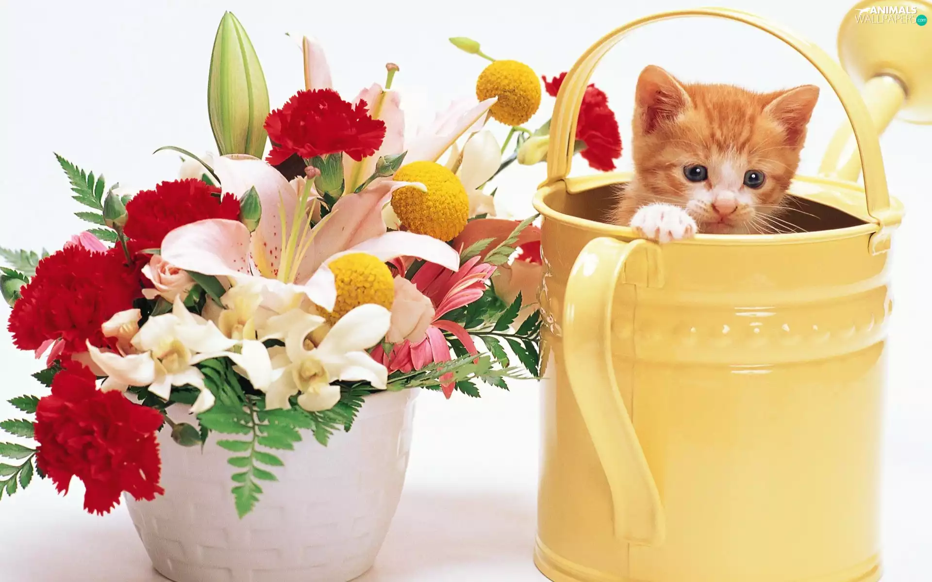 bouquet, flowers, kitten, watering can, small