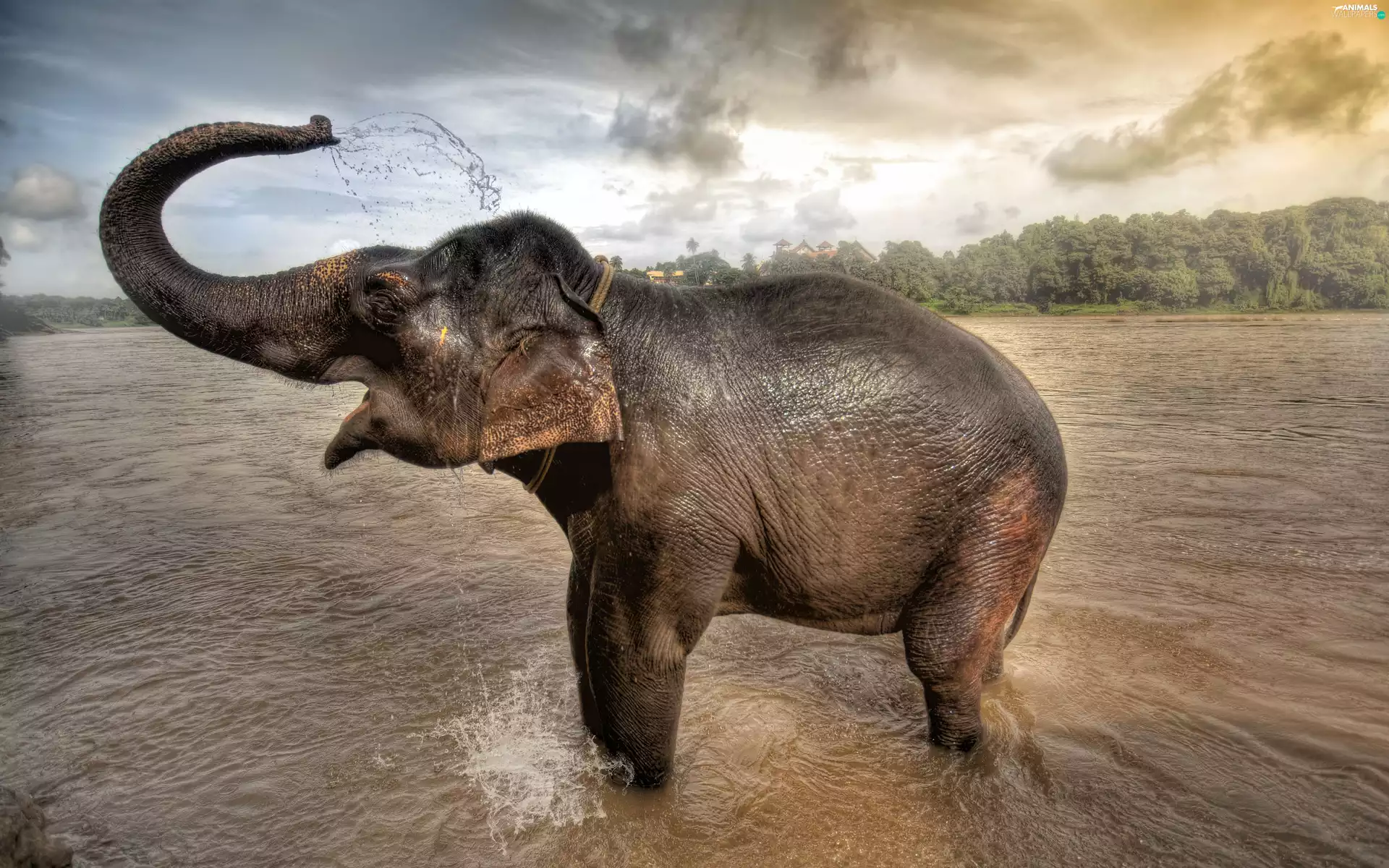 Watering, Elephant, water