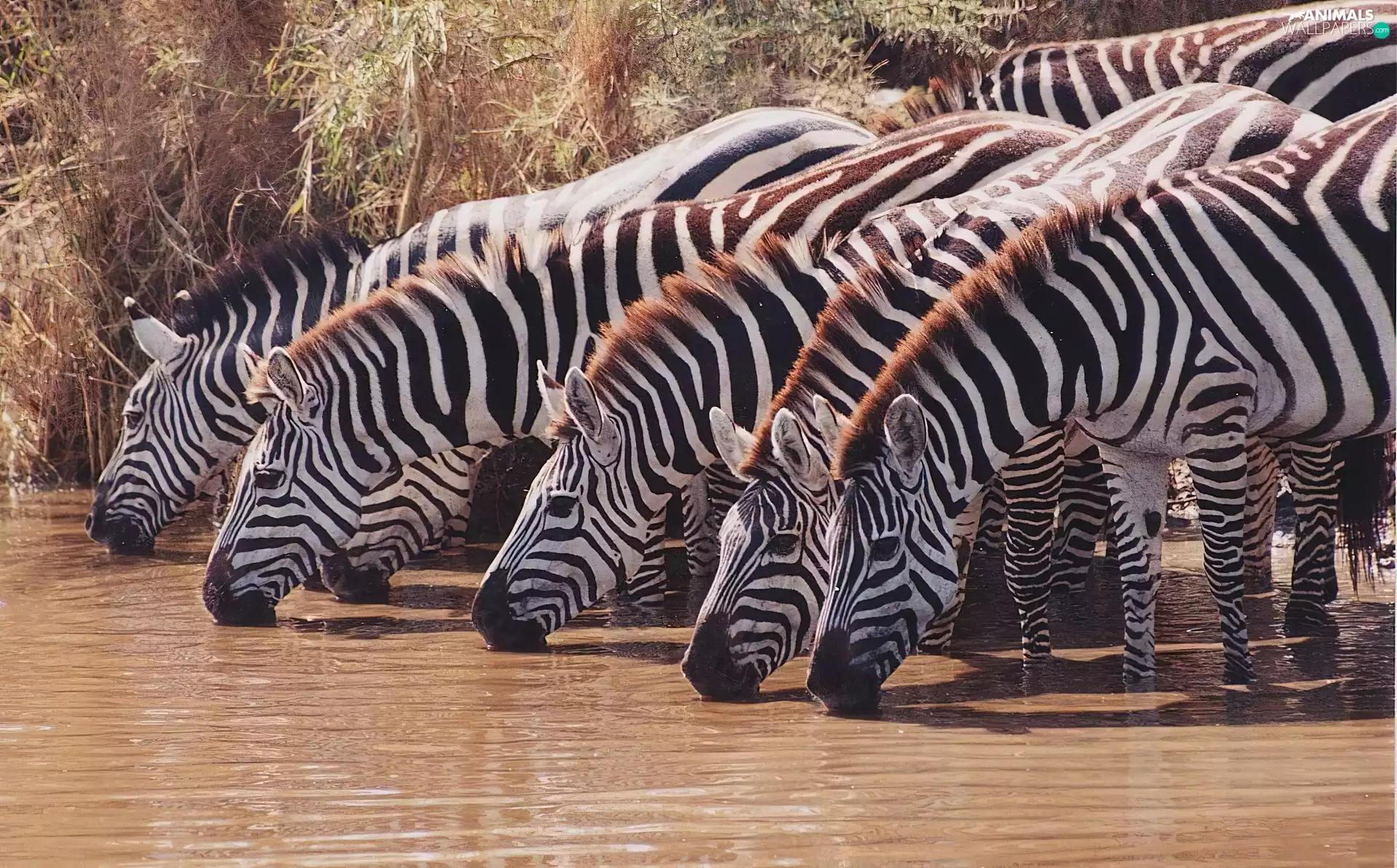 watering place, zebra