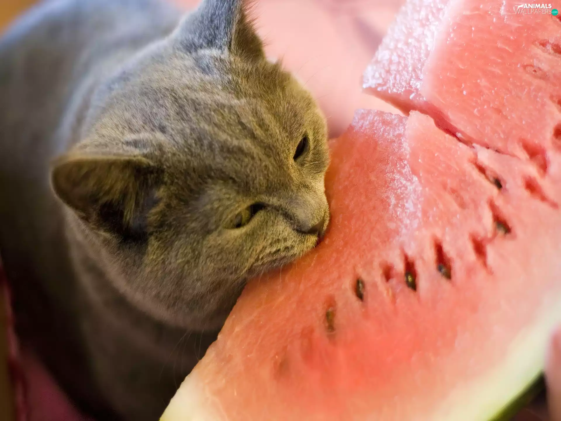watermelon, cat, British