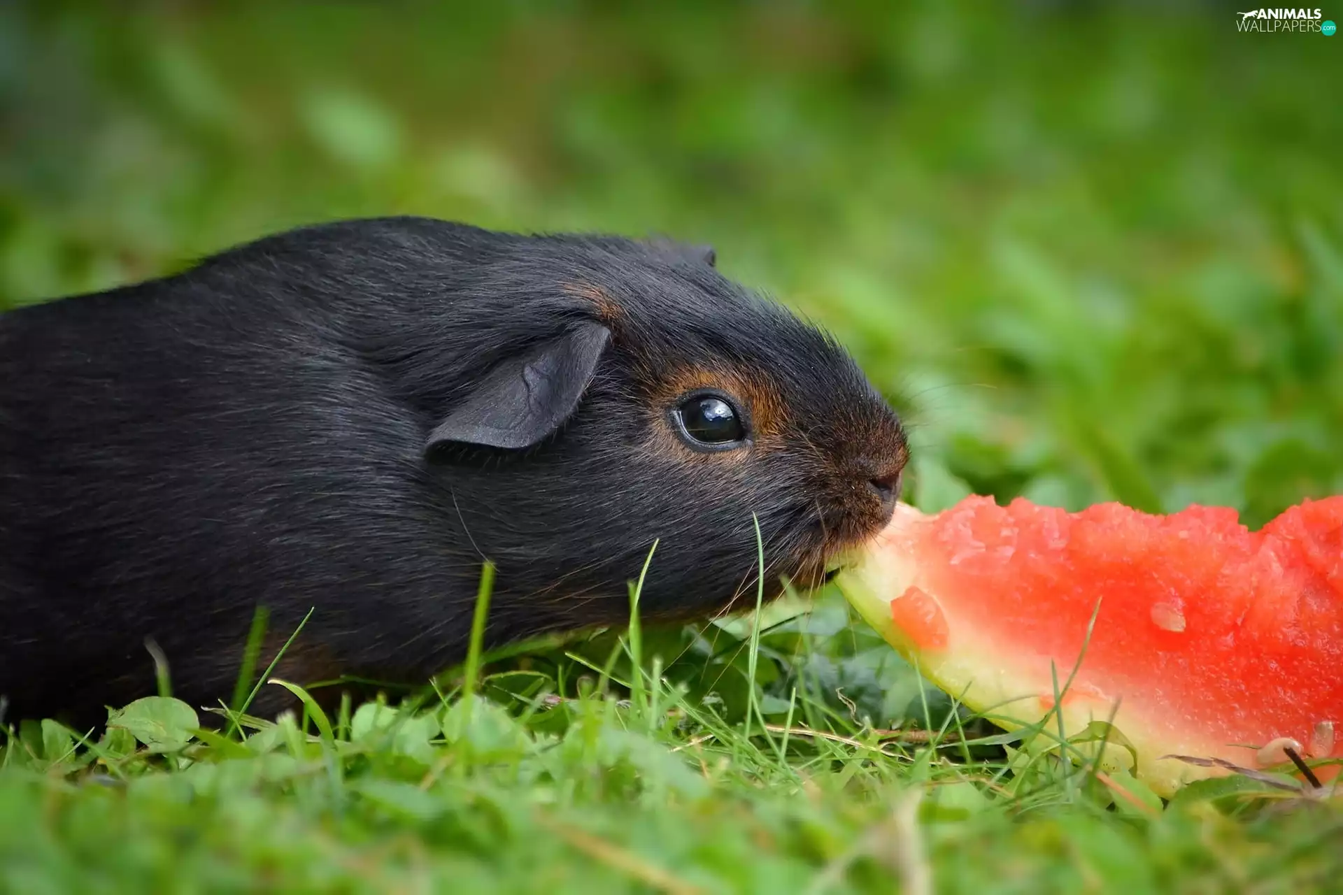grass, guinea pig, watermelon