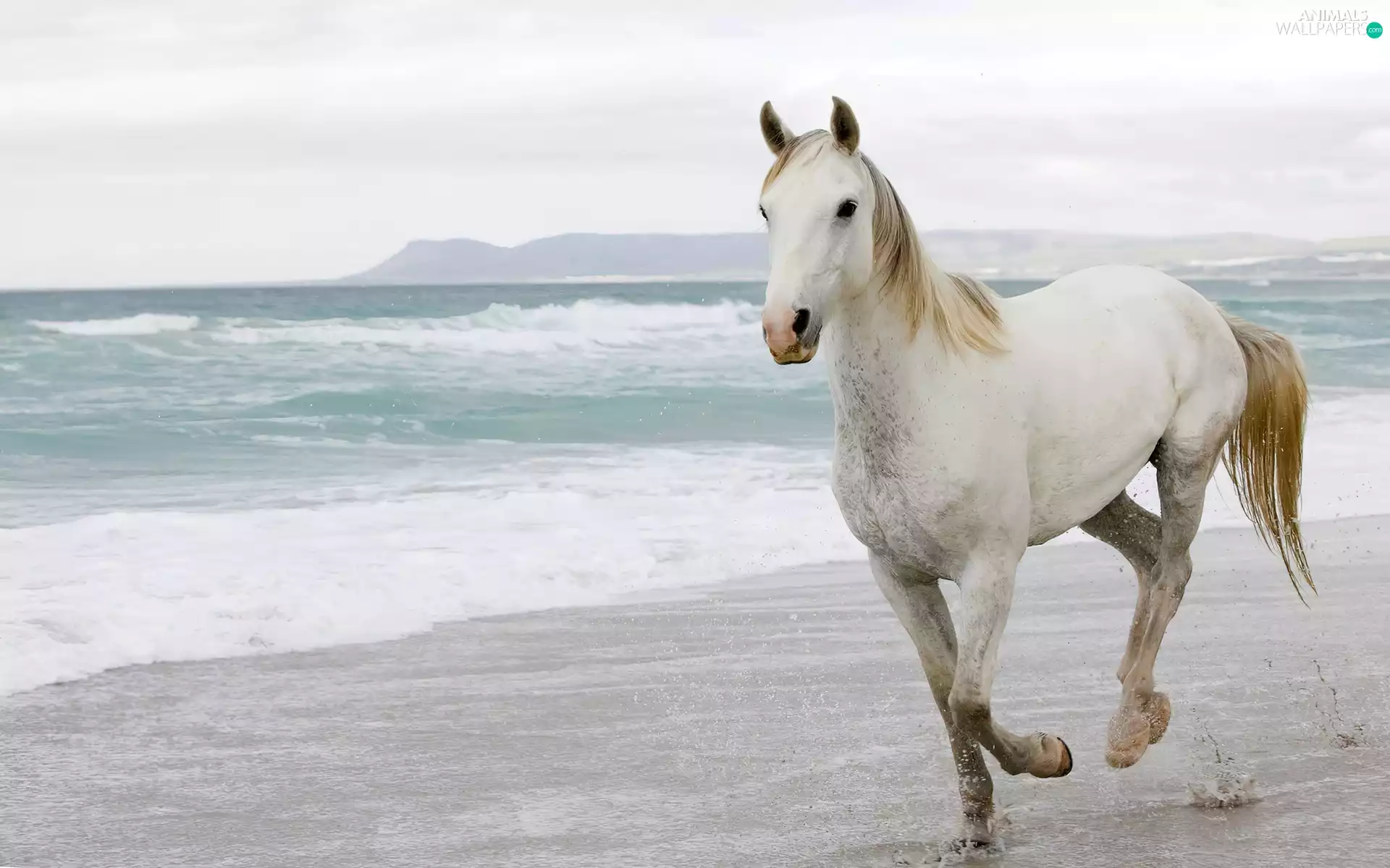 Waves, Horse, Beaches