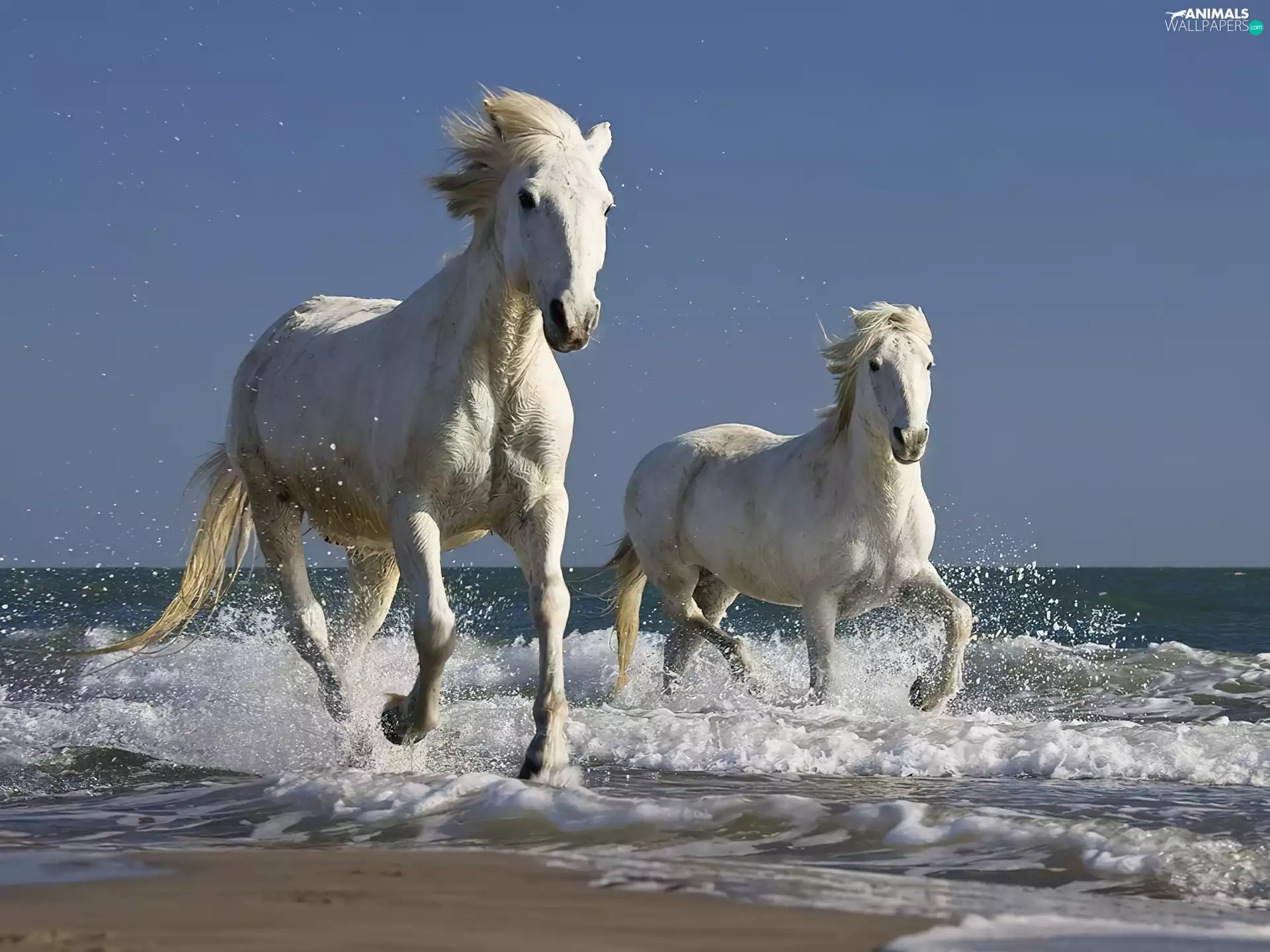 bloodstock, Beaches, trot, Waves