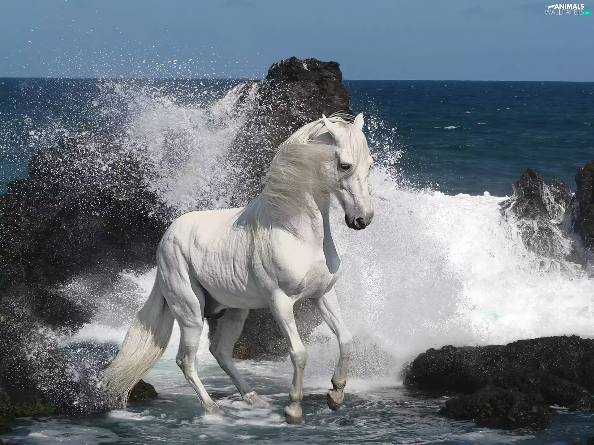 Waves, White, horse