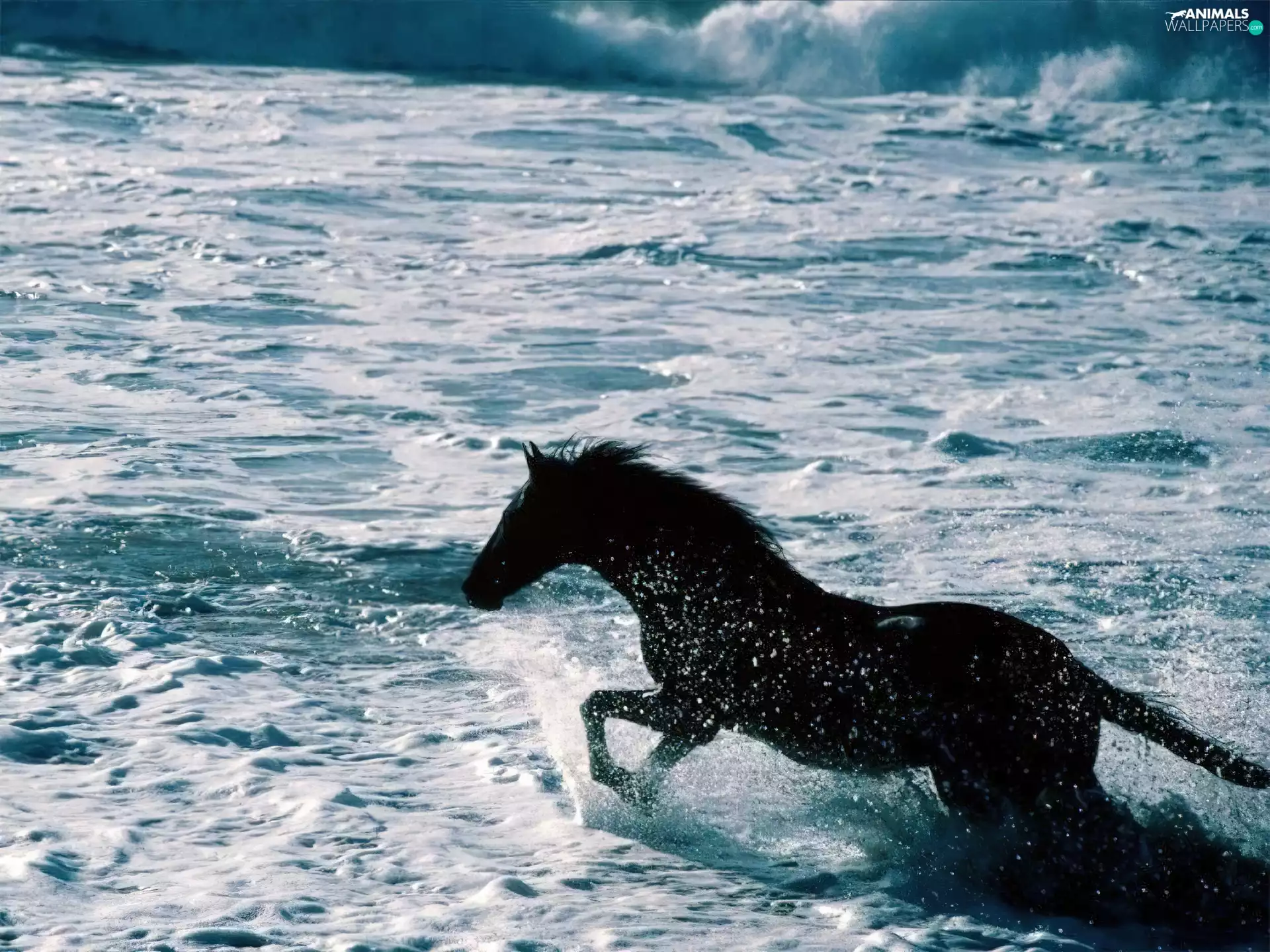Waves, Horse