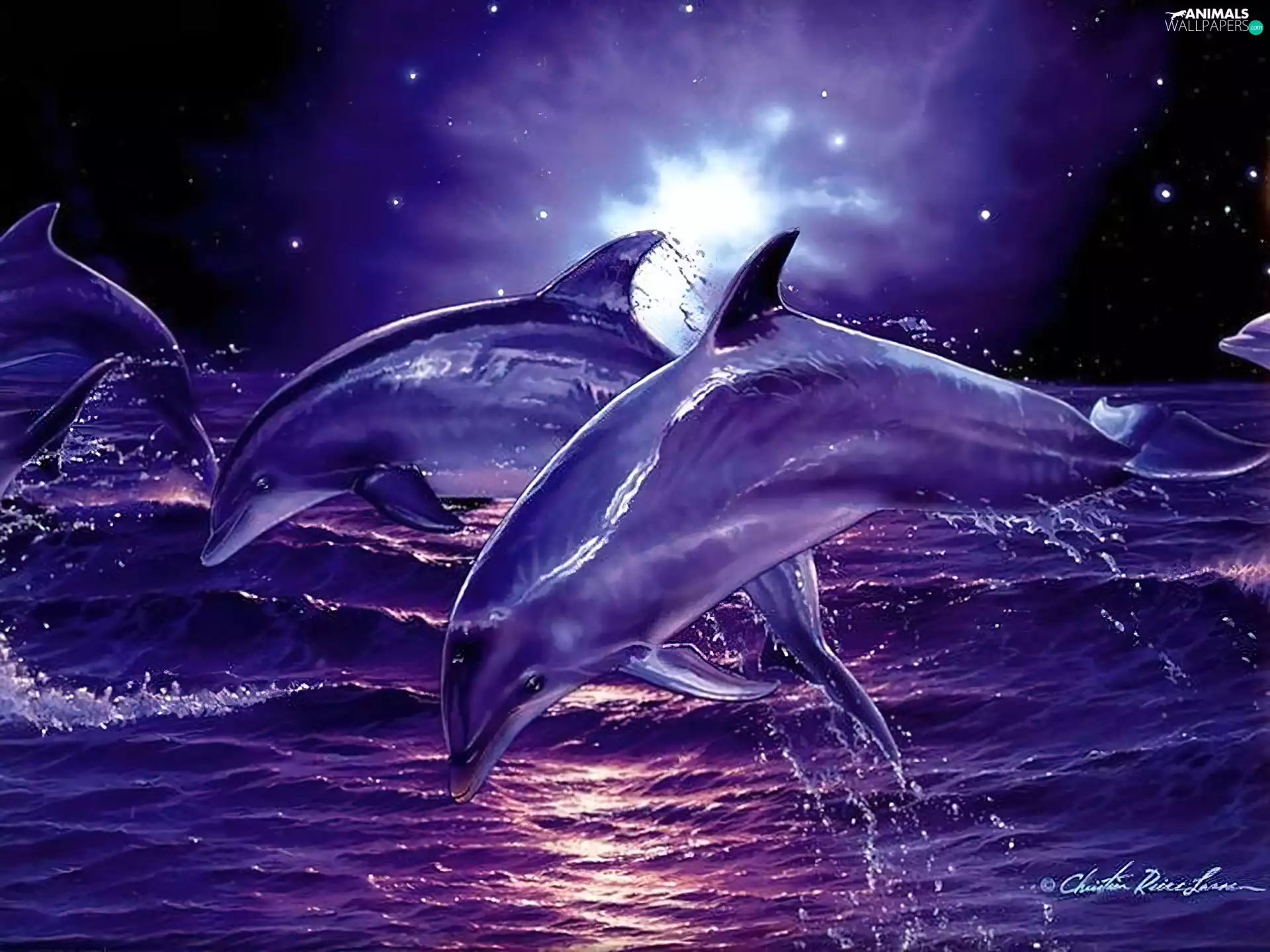 Waves, dolphins, sea