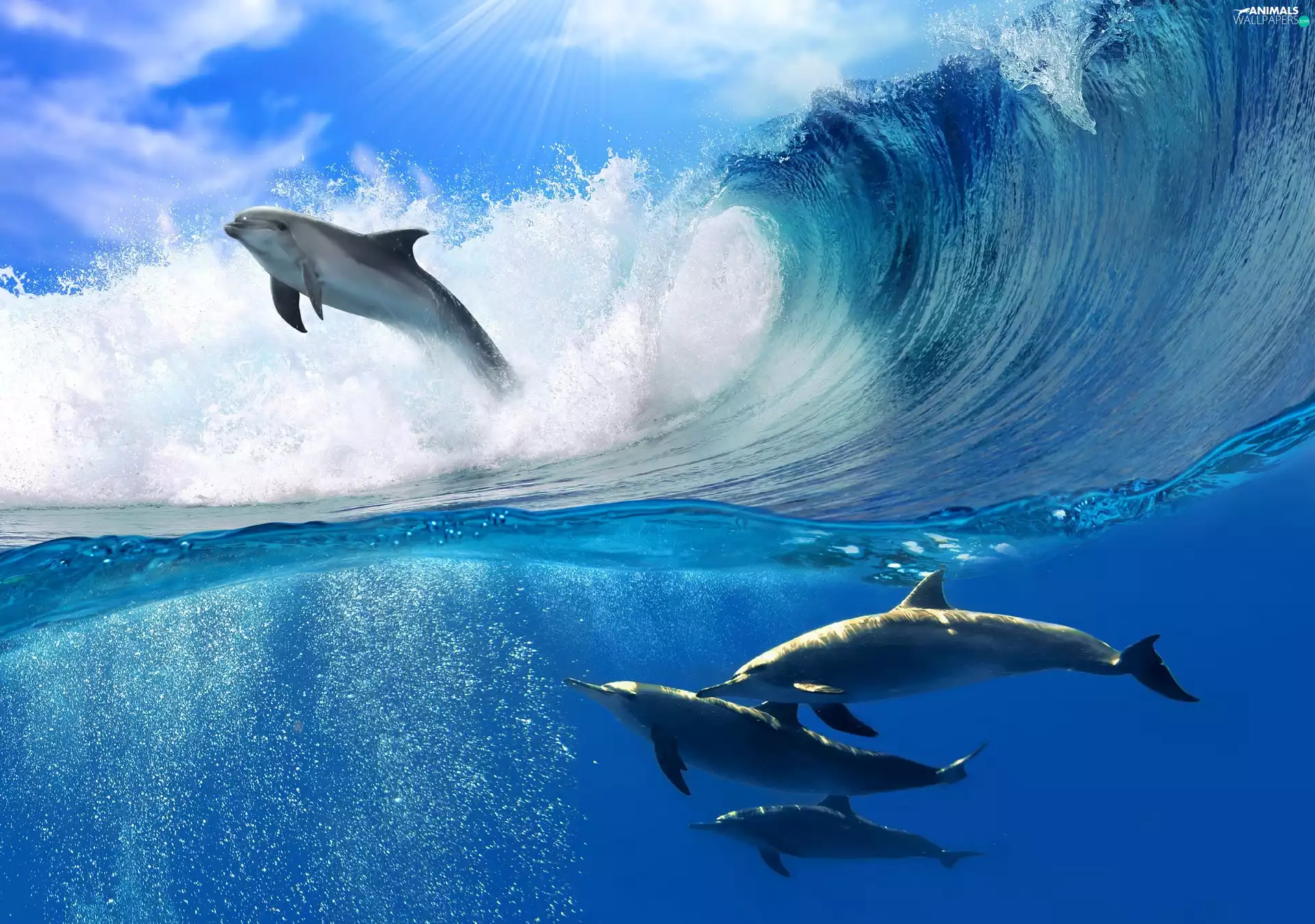 Waves, dolphins, sea