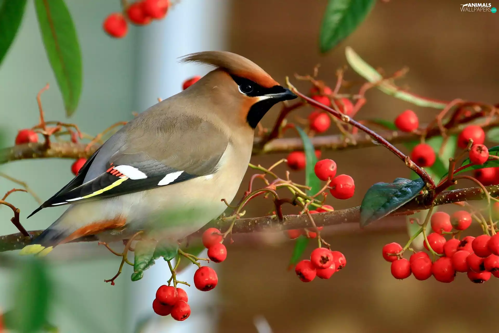 Bird, Plant, Twigs, Waxwing