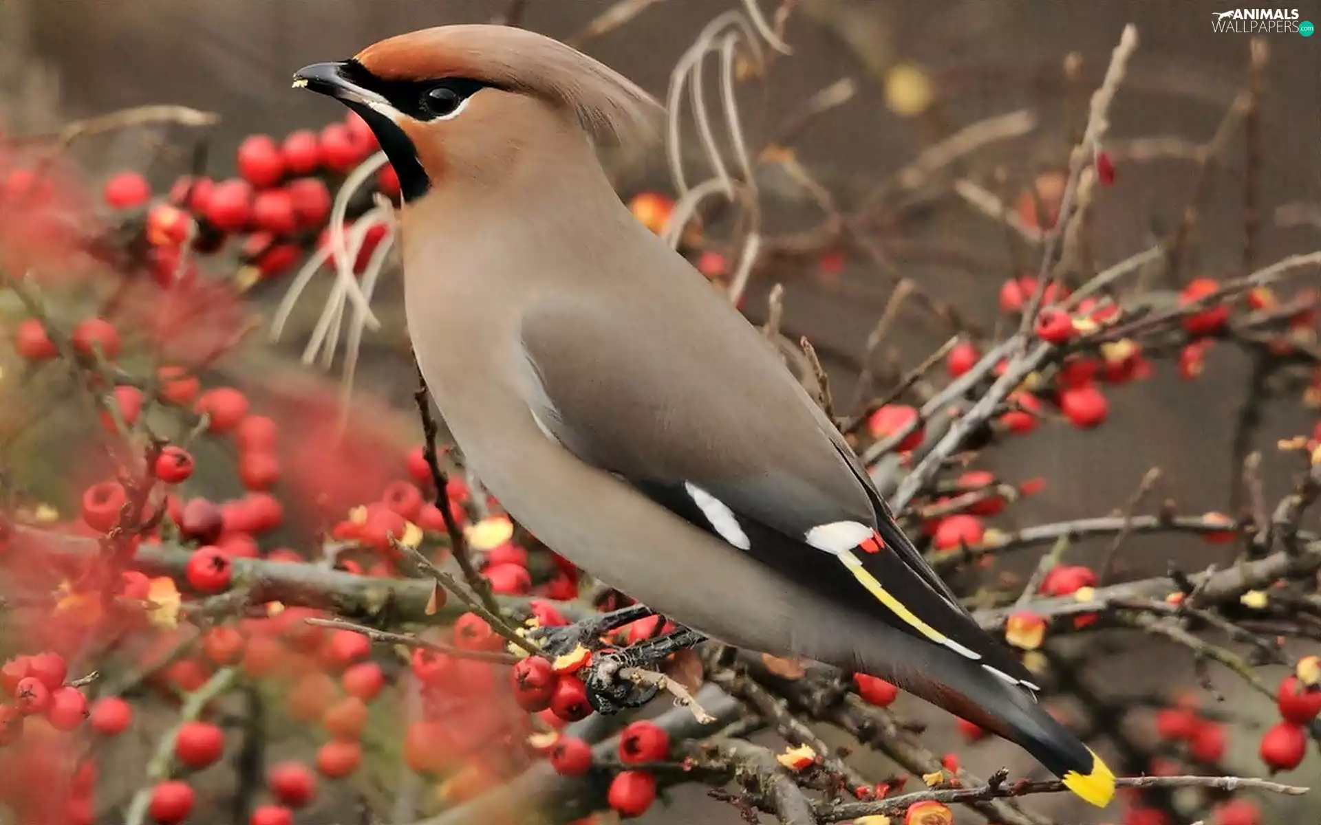 Bird, Plant, Twigs, Waxwing