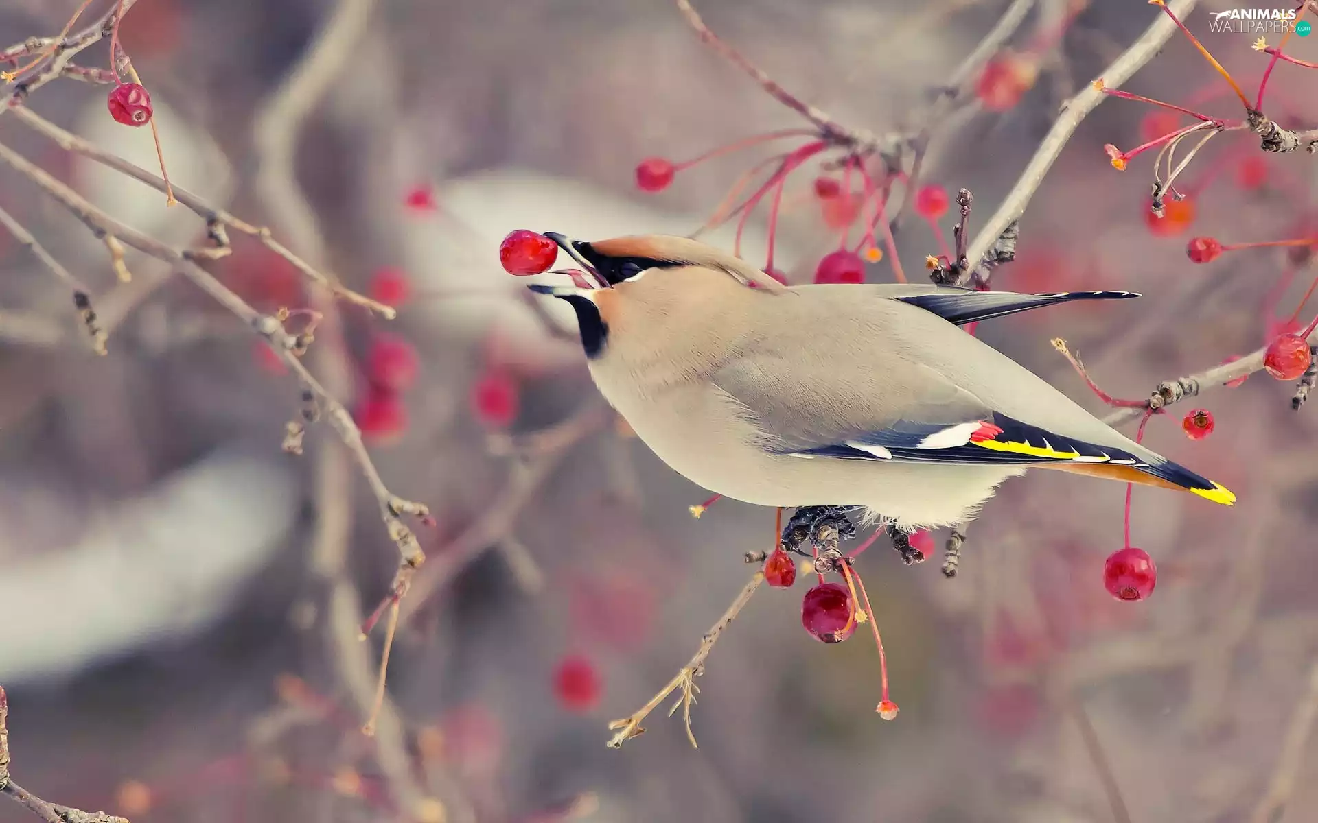 Waxwing, eating, birdies