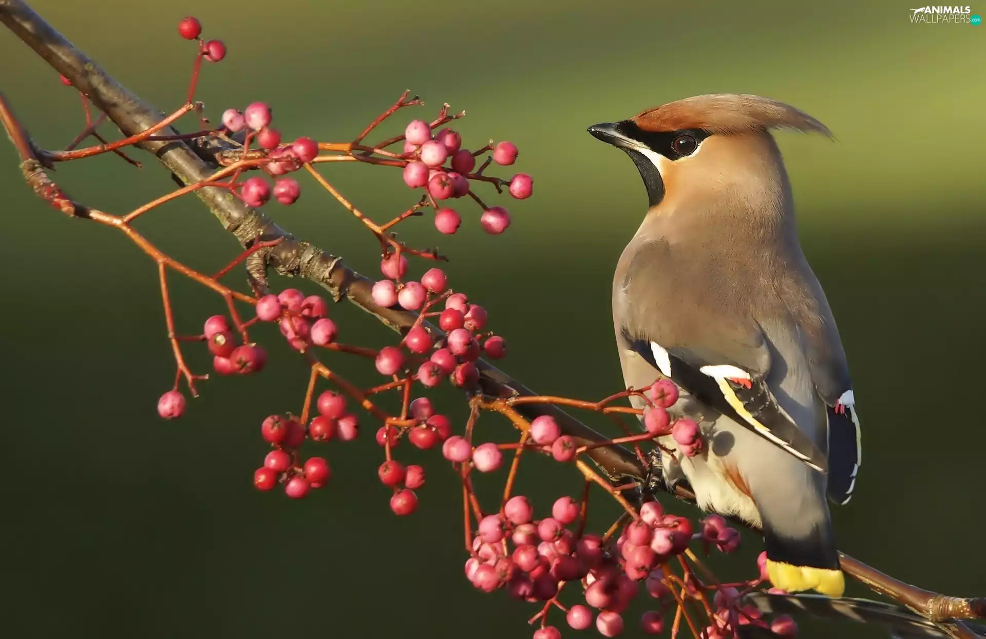 Waxwing, twig