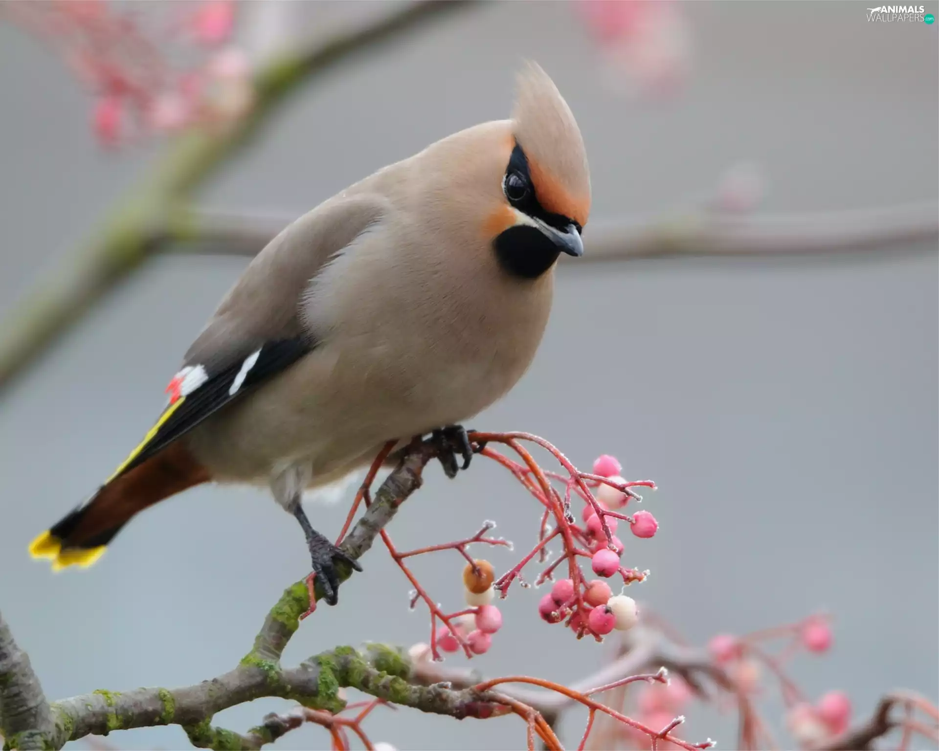 Waxwing, Twigs
