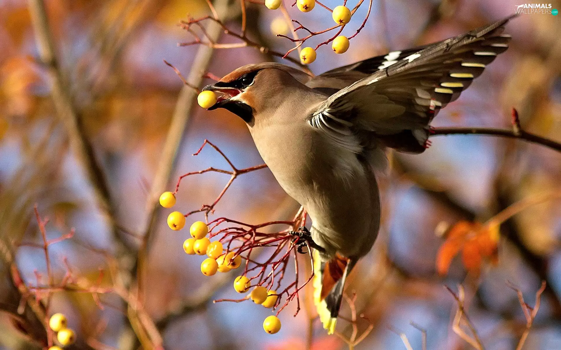 Waxwing