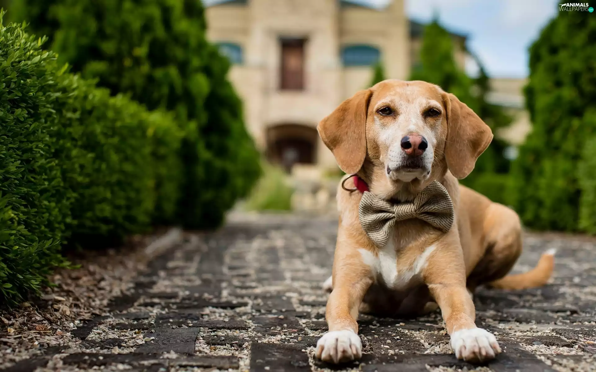 bow tie, dog, Way