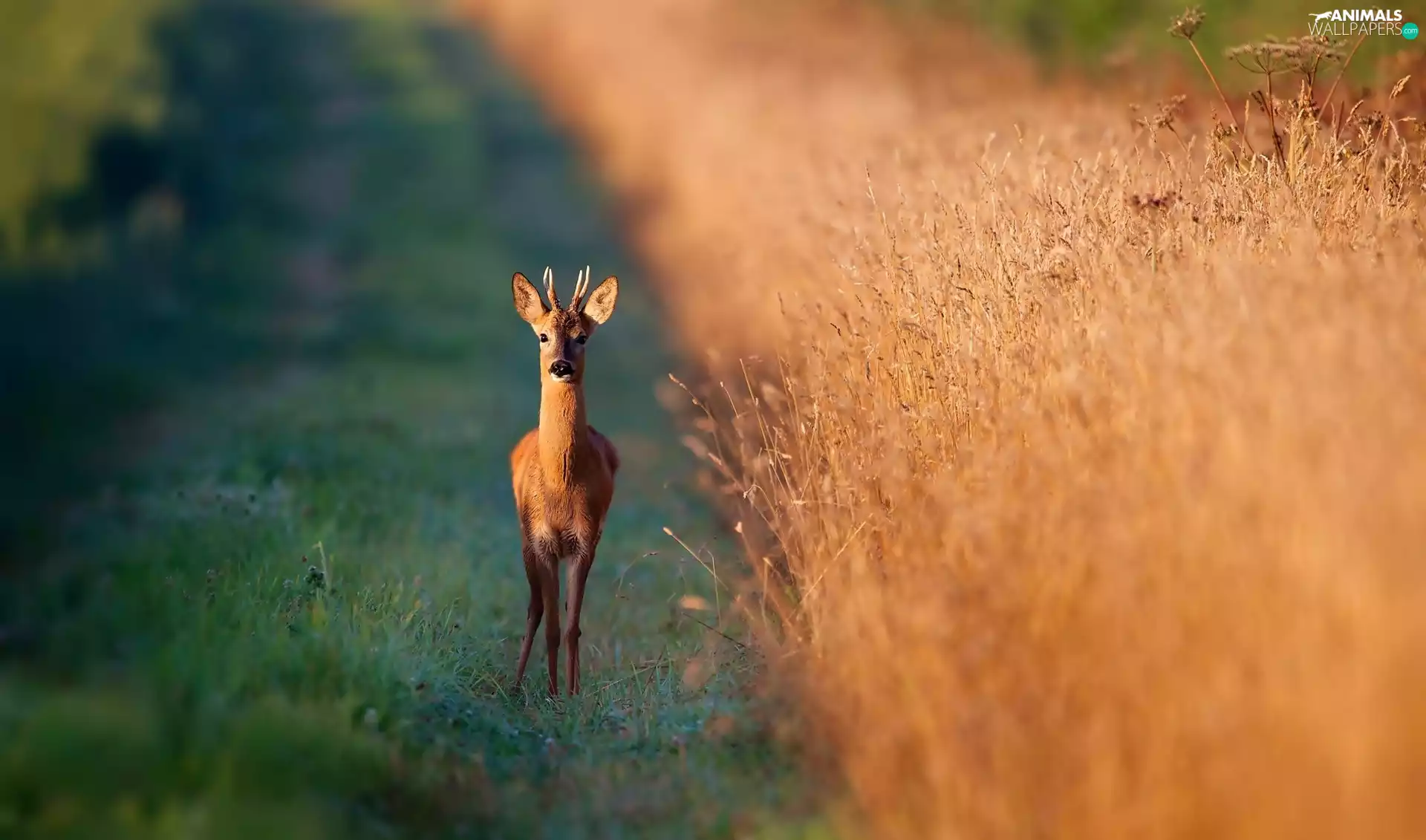 deer, Field, corn, Way