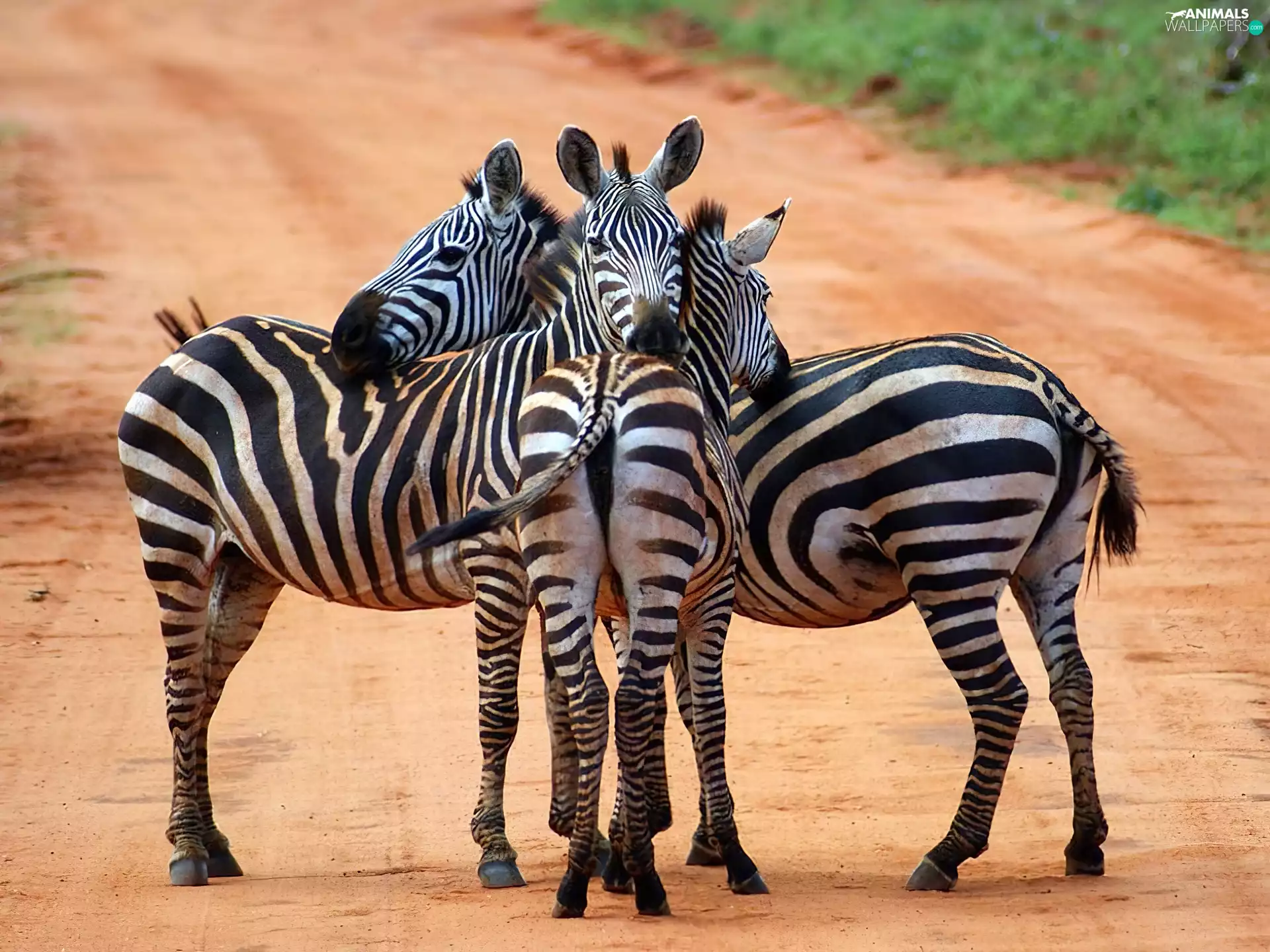 Way, zebra, folks