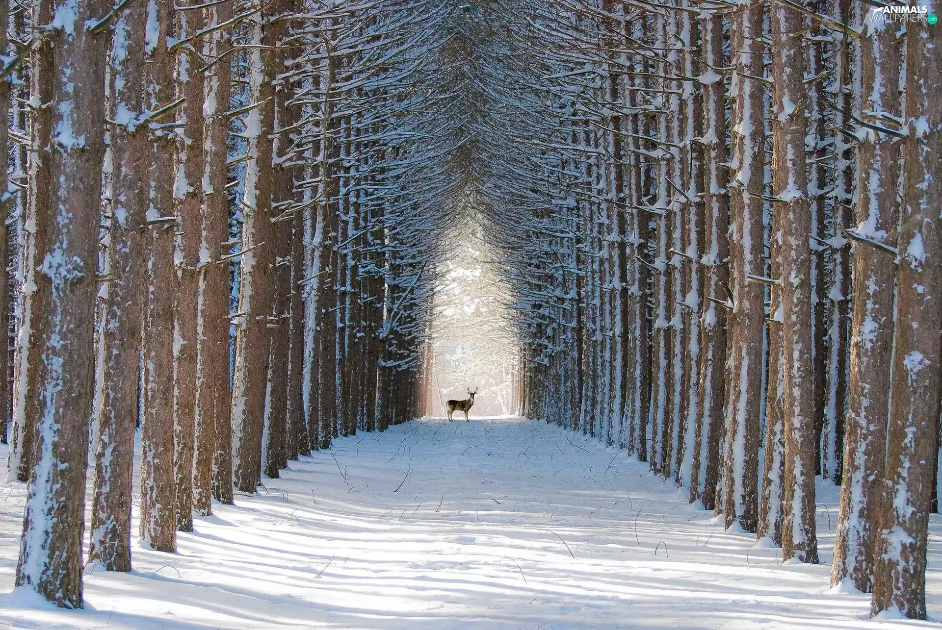 forest, winter, deer, Way