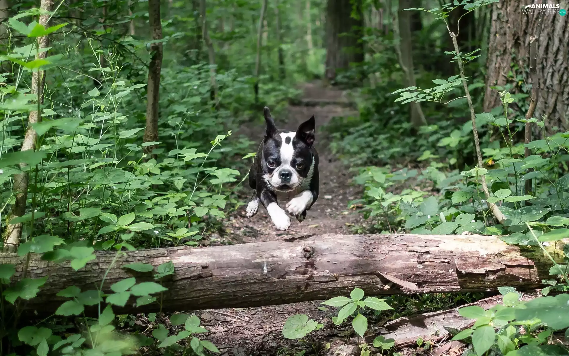 Way, dog, forest